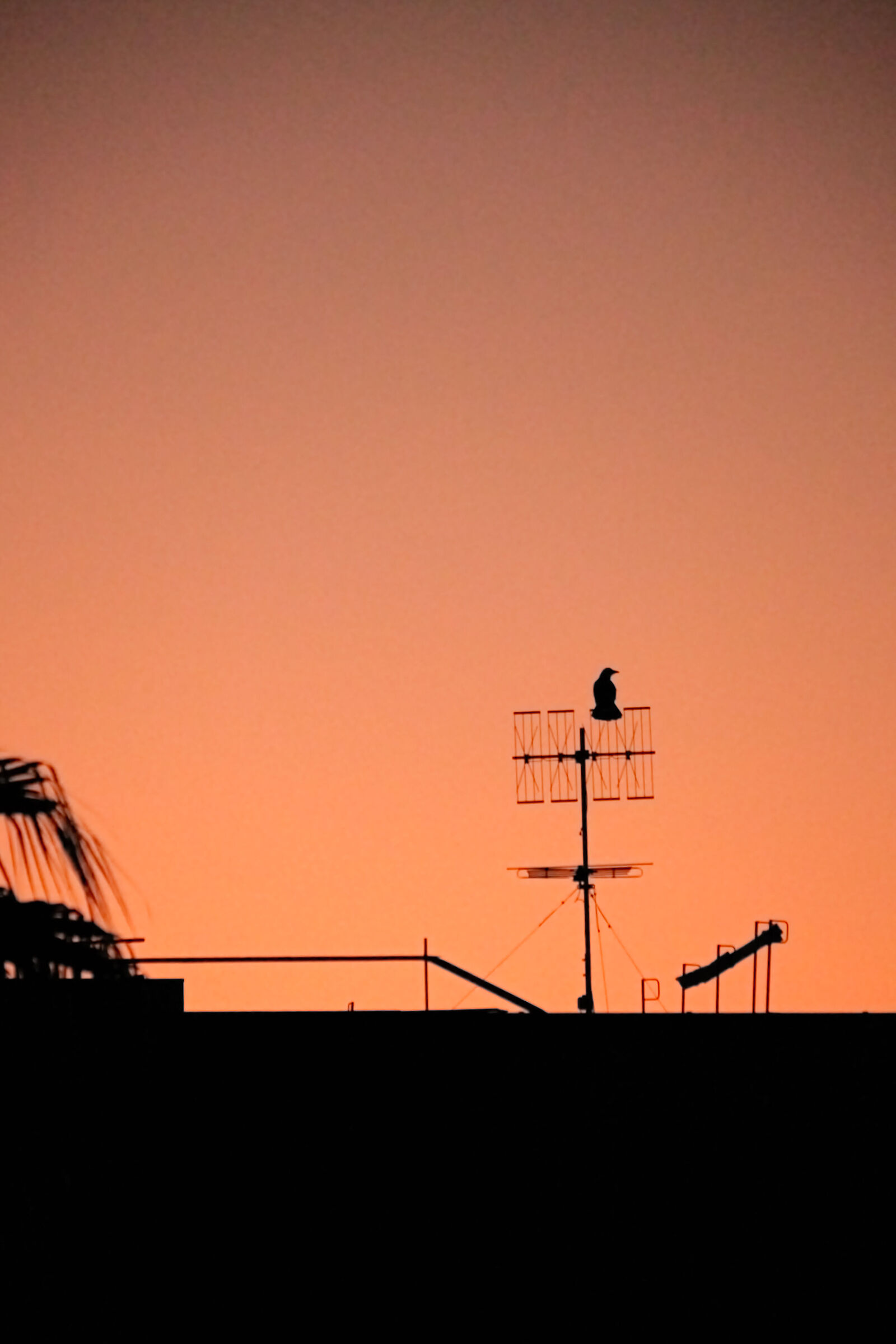 Crow