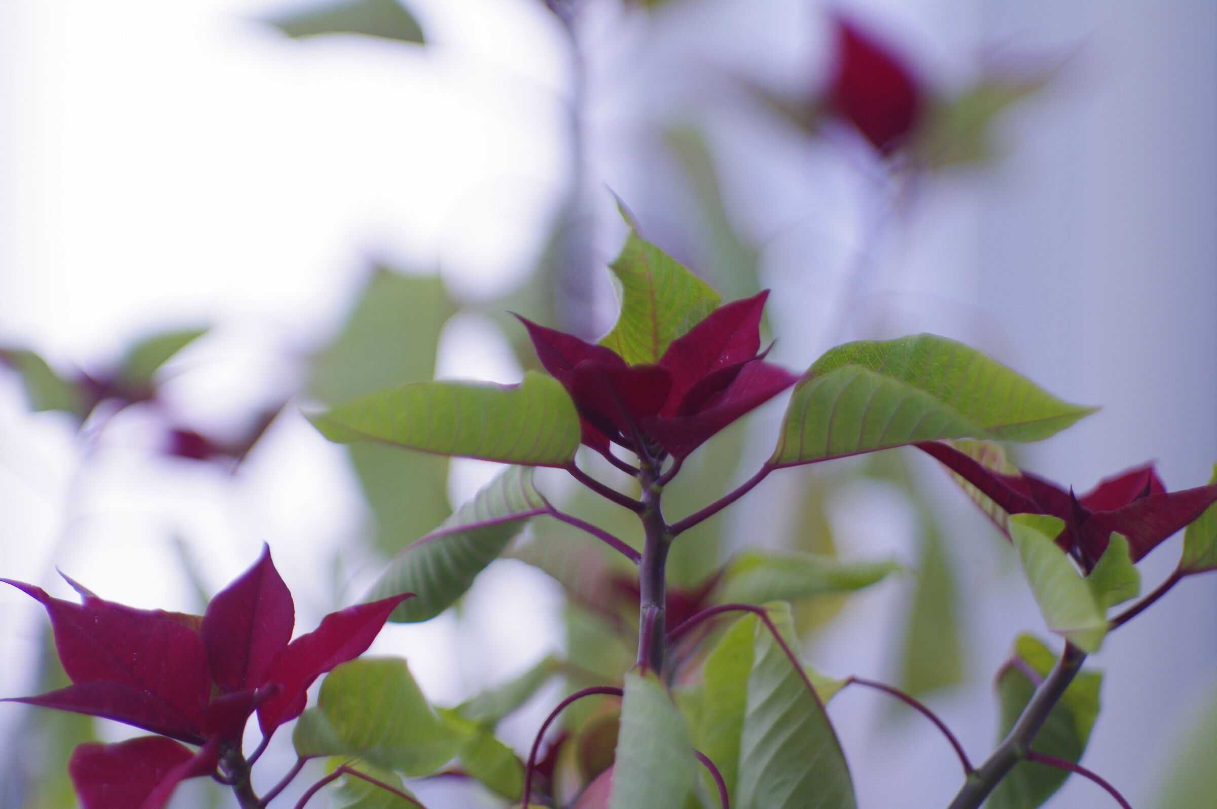 PENTACON 50MM UNDERRATED LENS