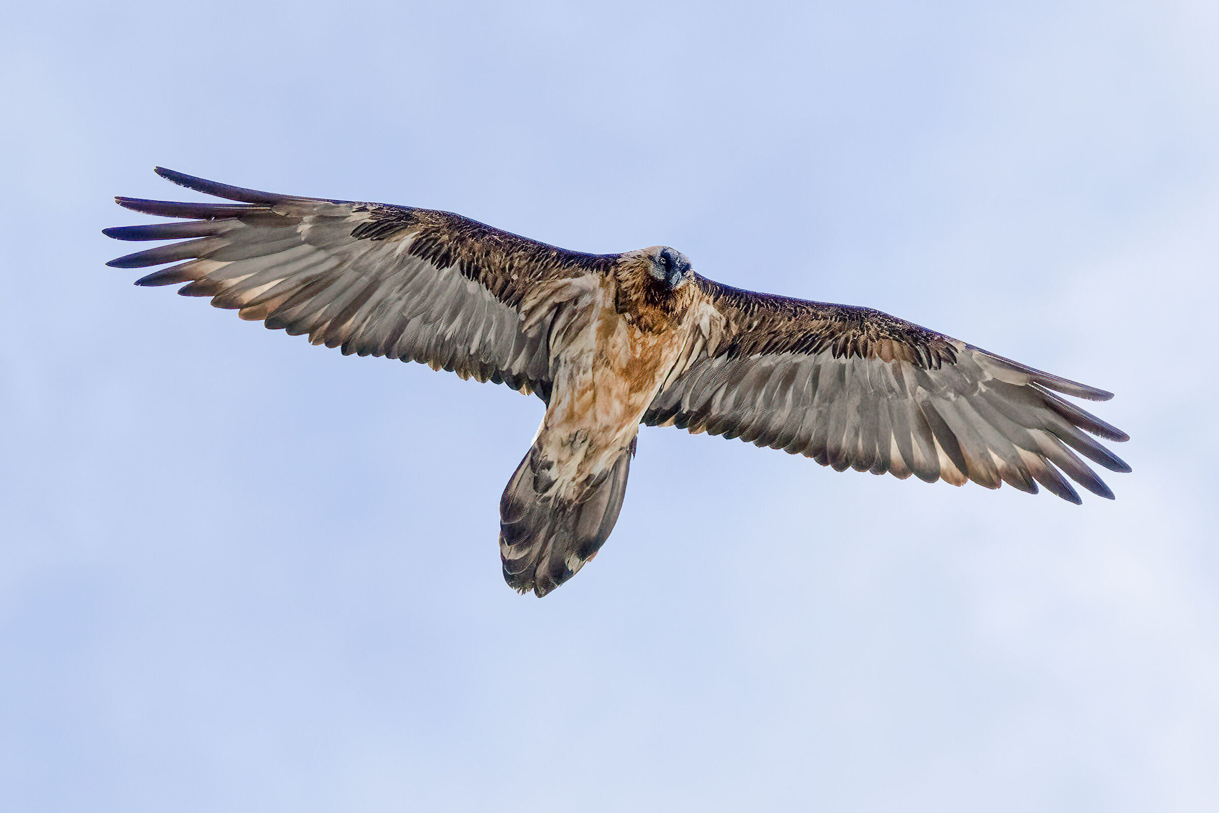 Bearded vulture
