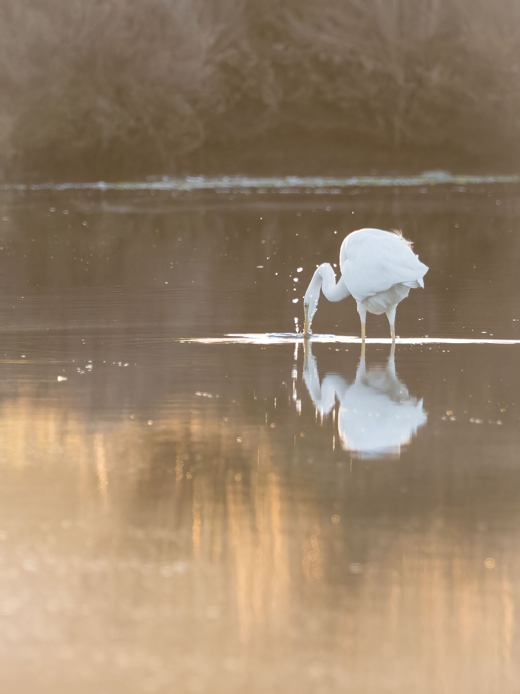 White Heron