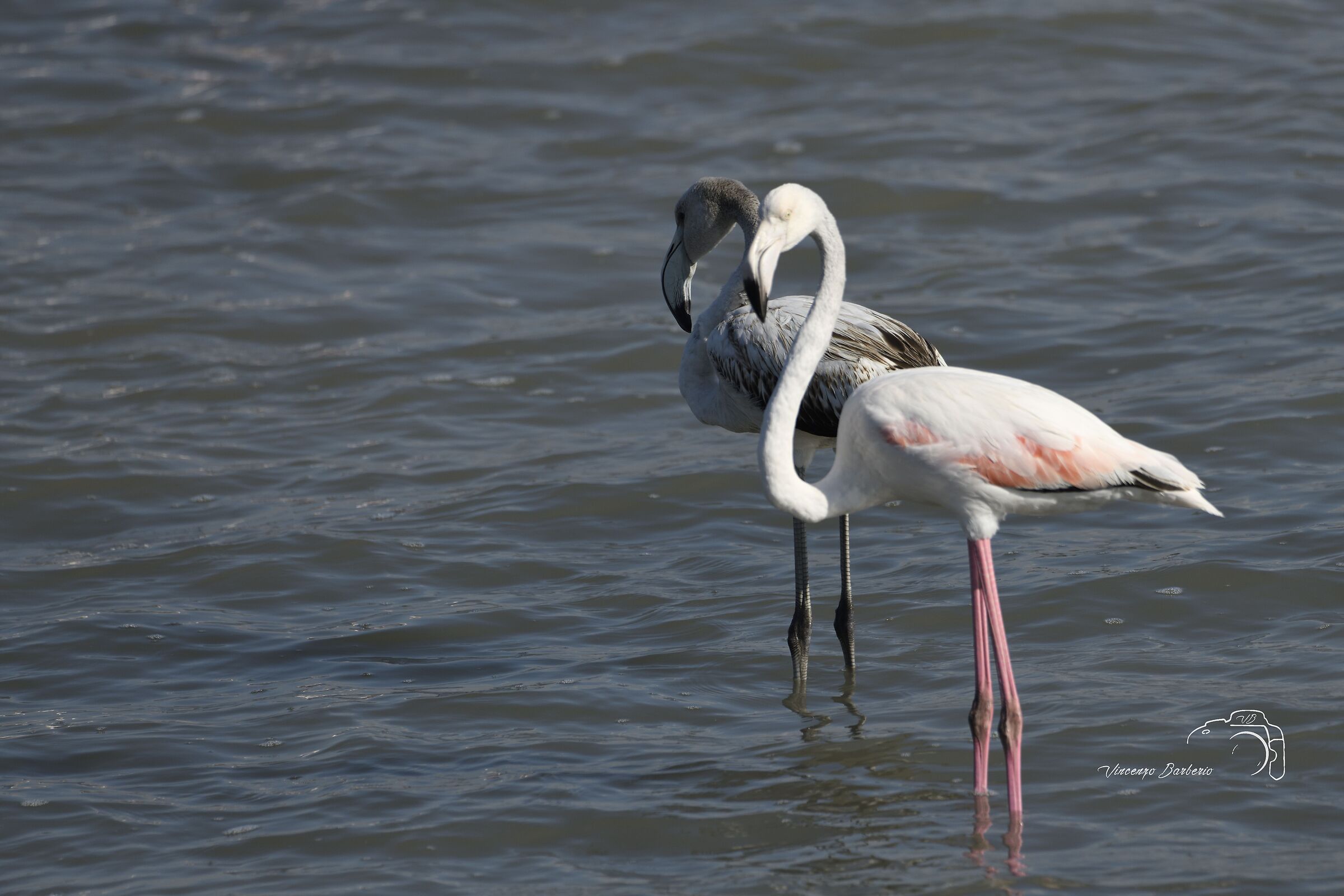 Fenicotteri Rosa
