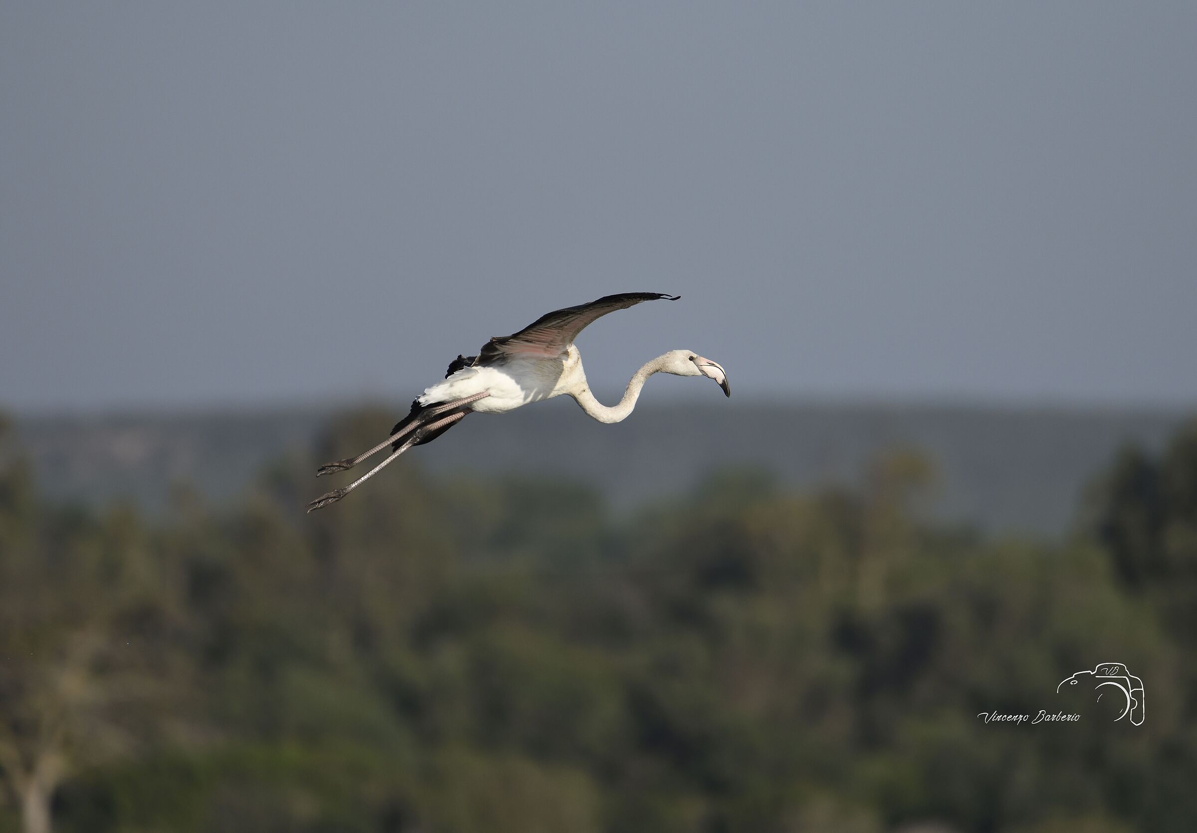 Fenicottero in Volo