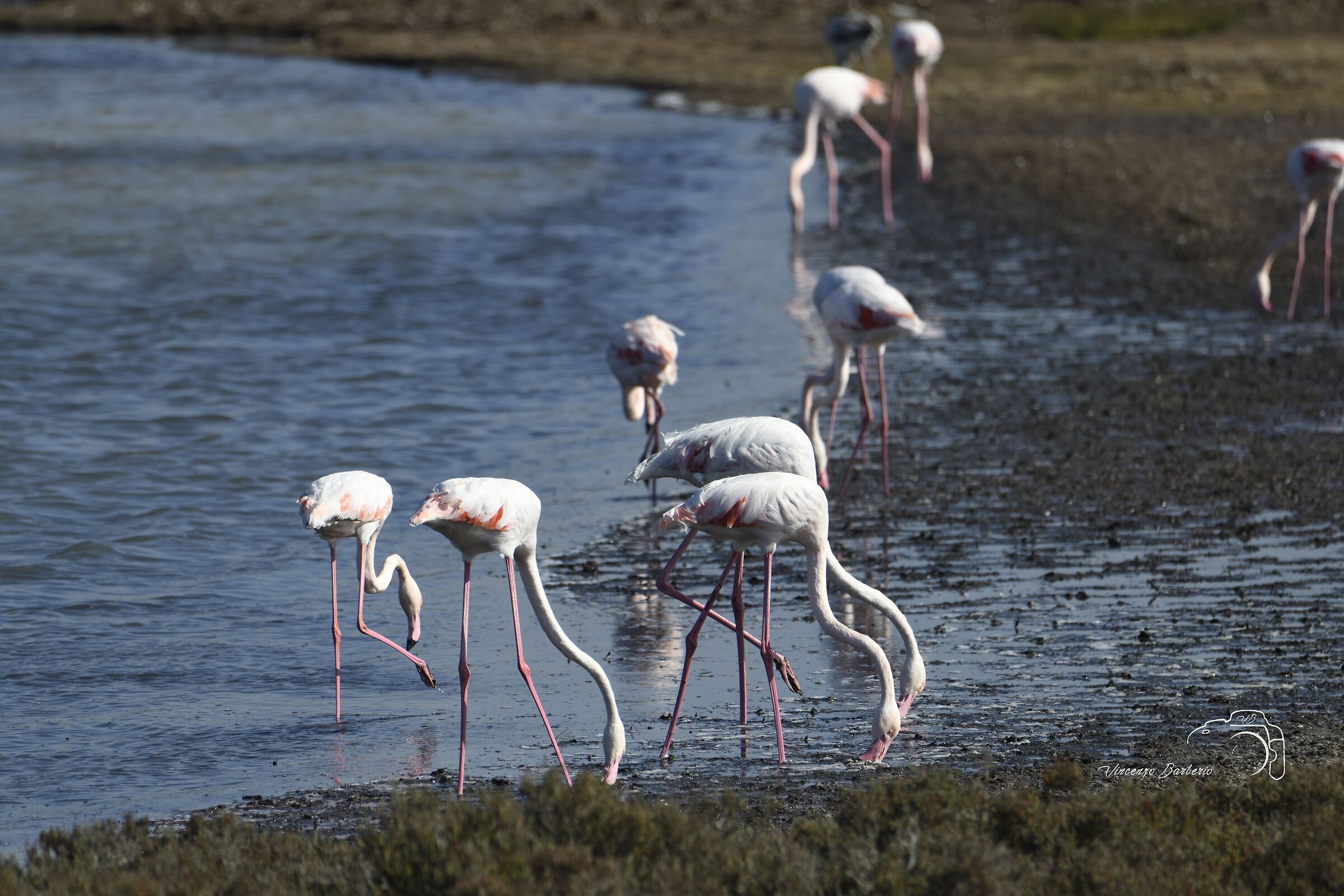 Fenicotteri Rosa