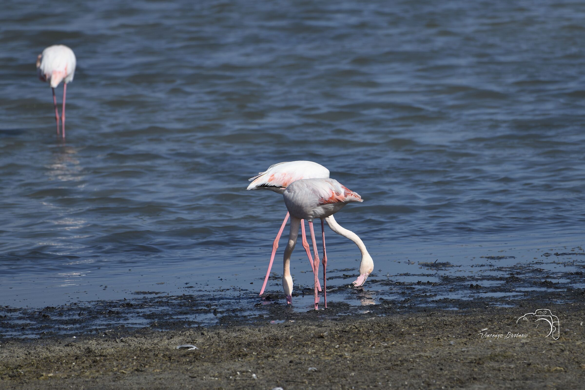 Fenicotteri Rosa