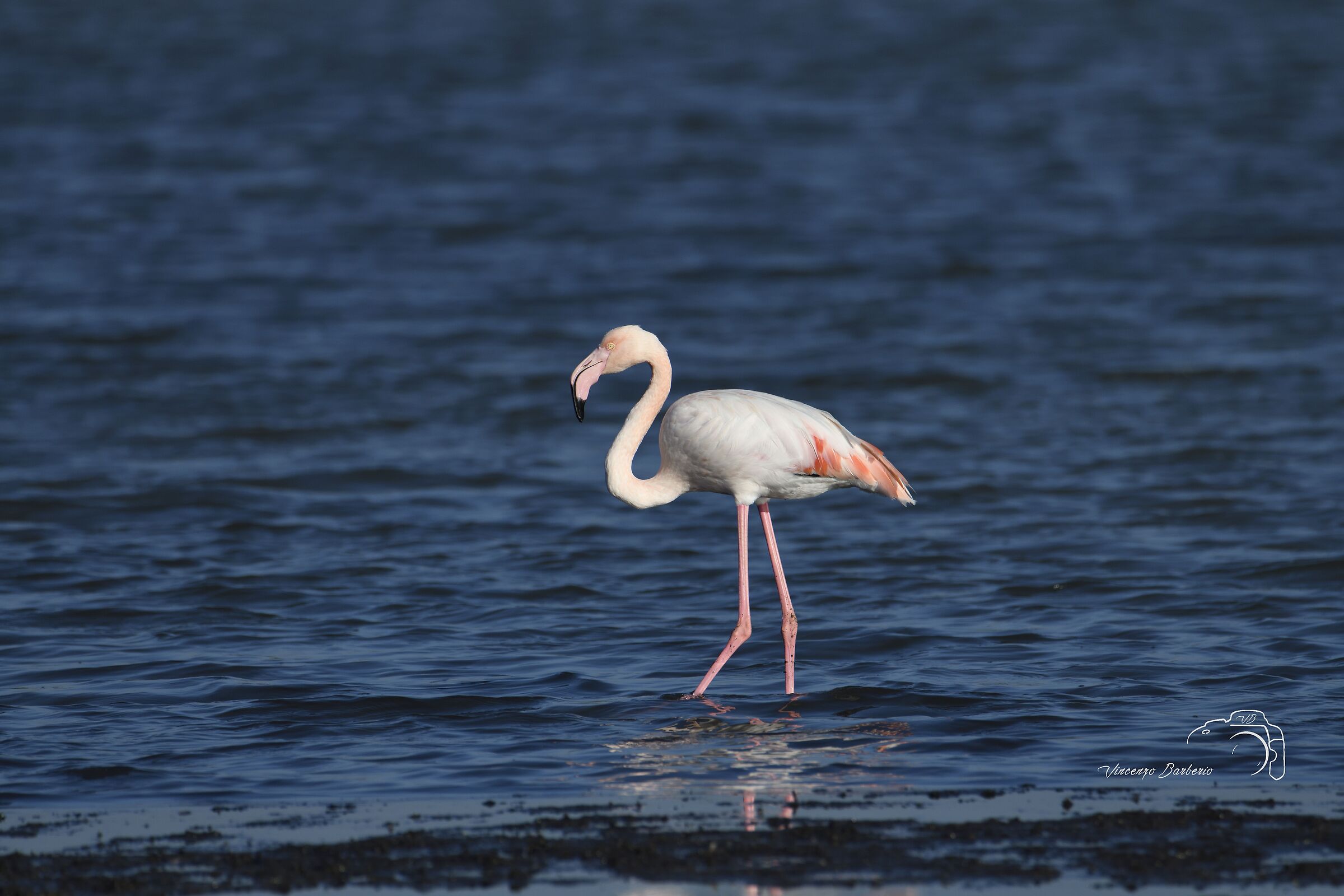 Fenicotteri Rosa