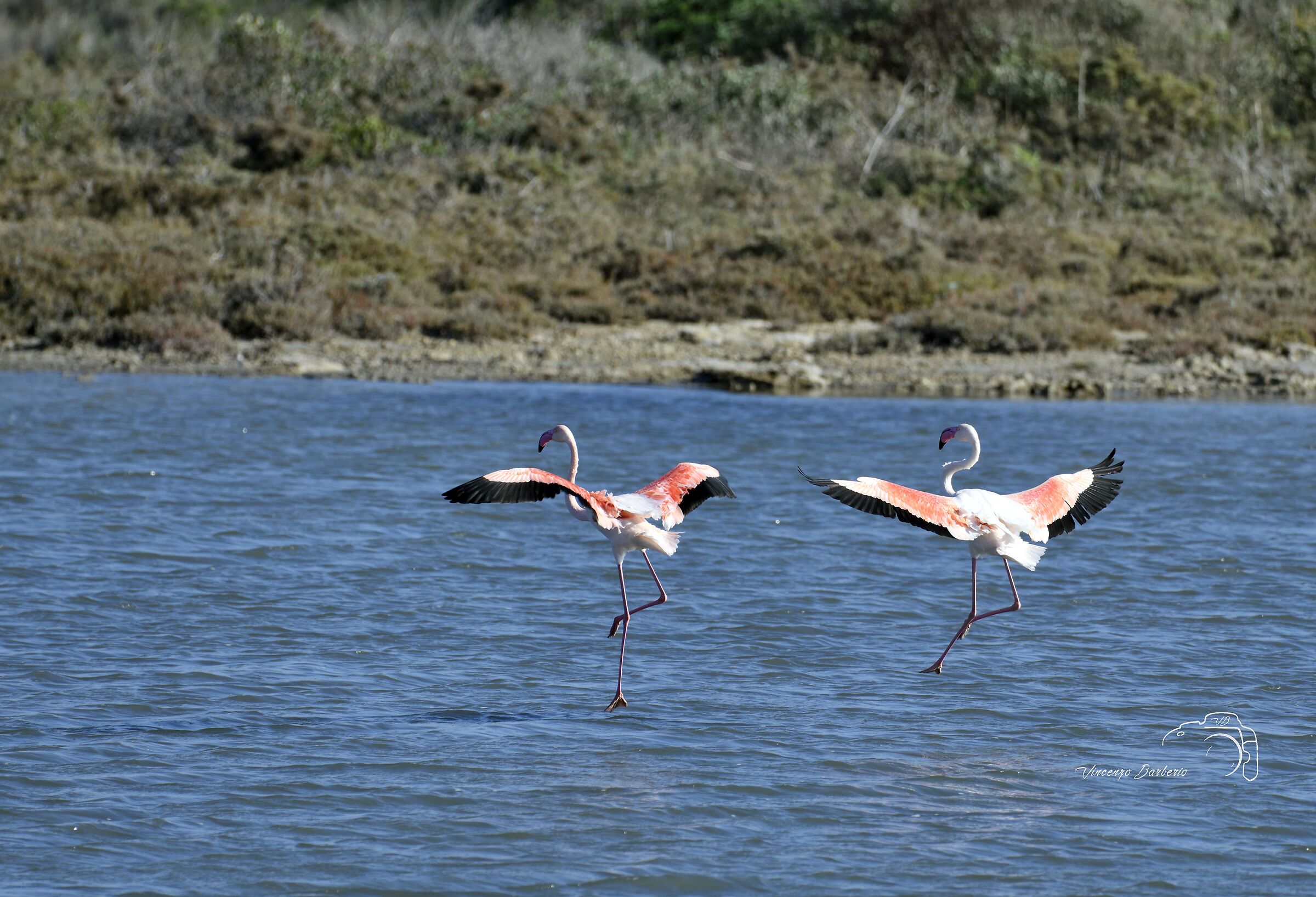 Fenicotteri Rosa