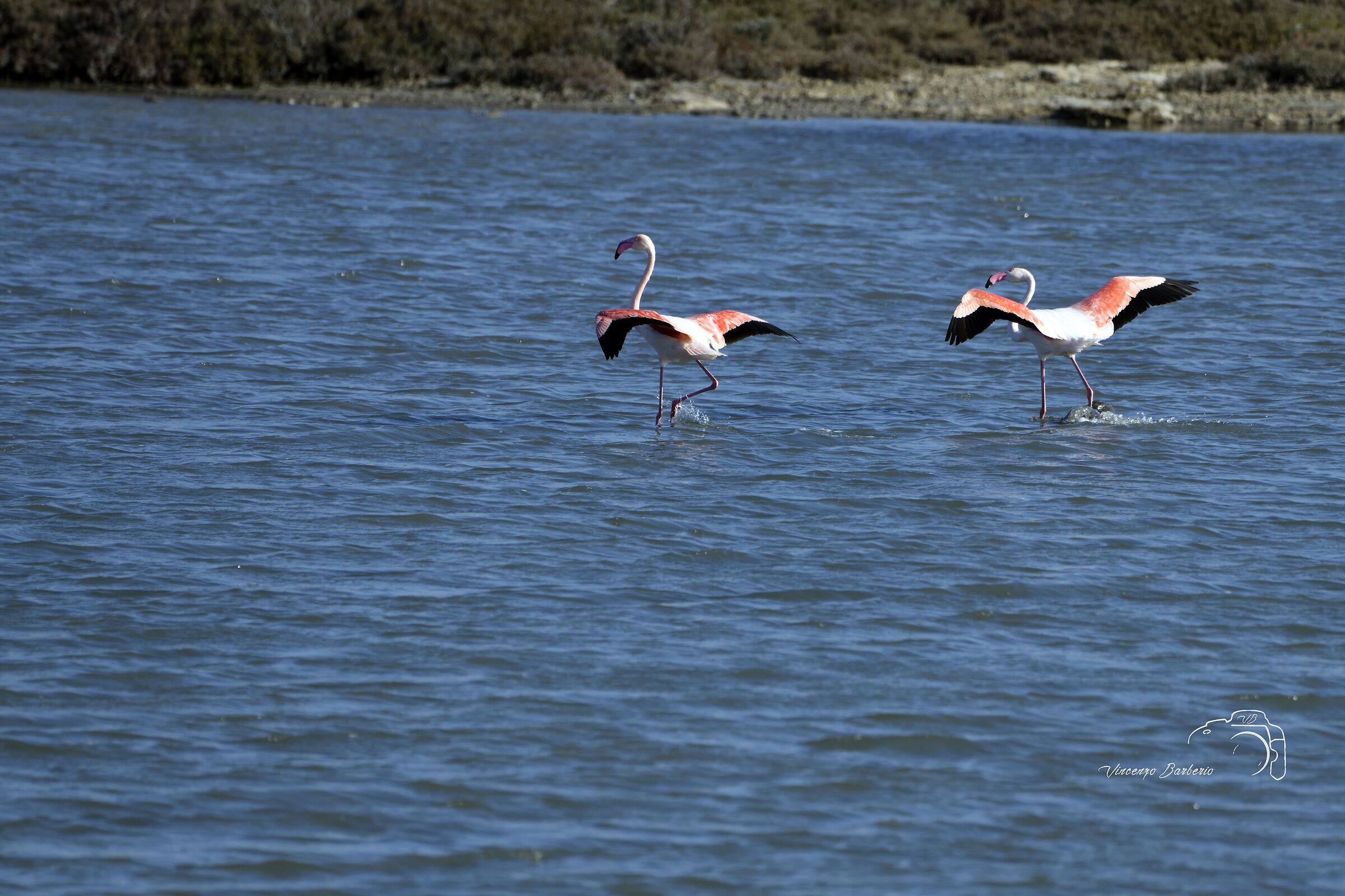 Fenicotteri Rosa