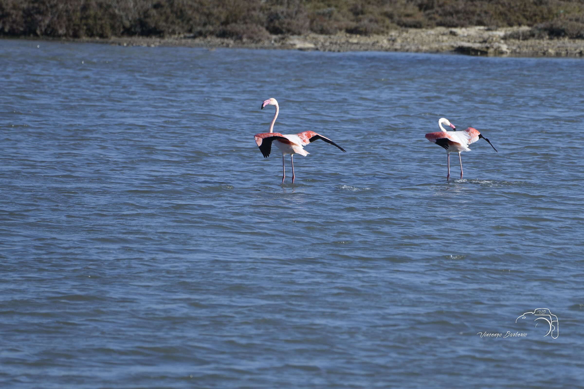 Fenicotteri Rosa
