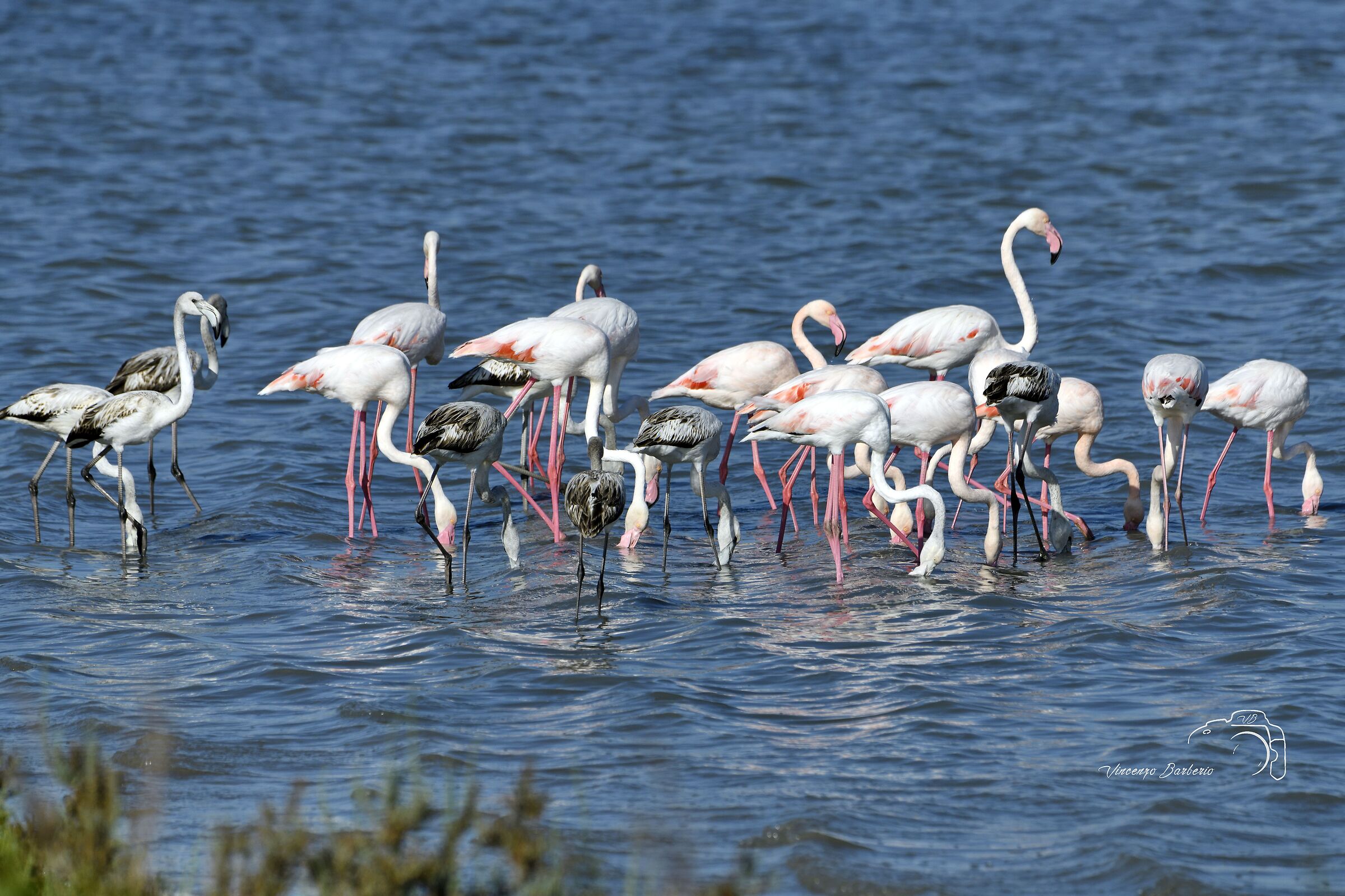 Fenicotteri Rosa
