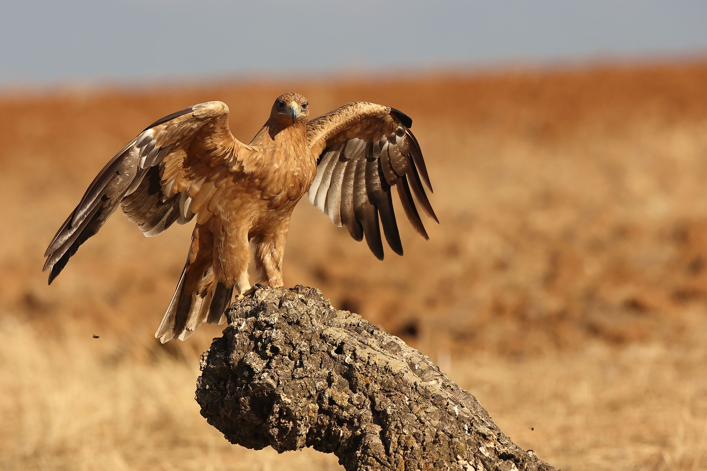 Aquila Imperiale giovane