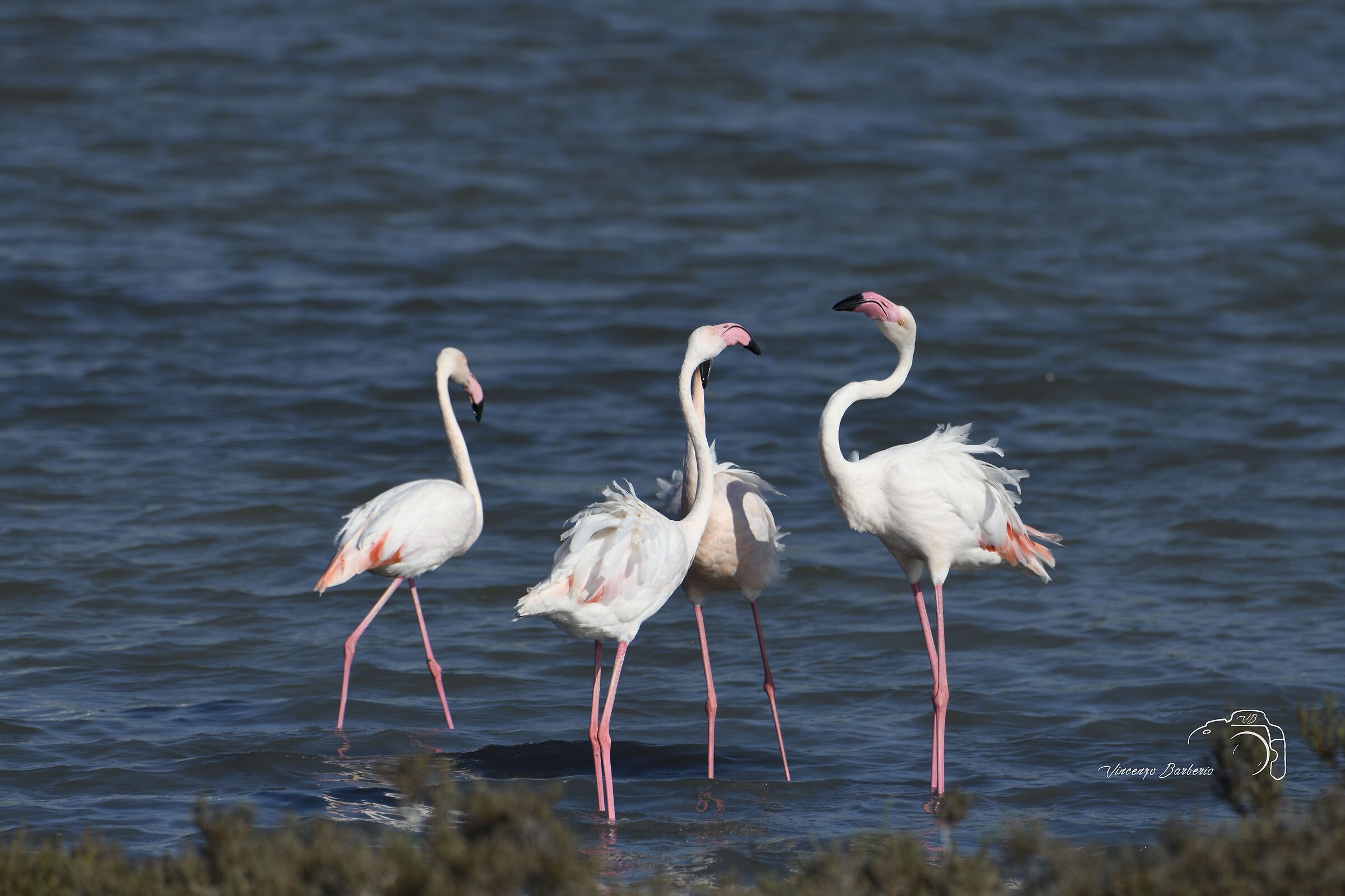 Fenicotteri Rosa