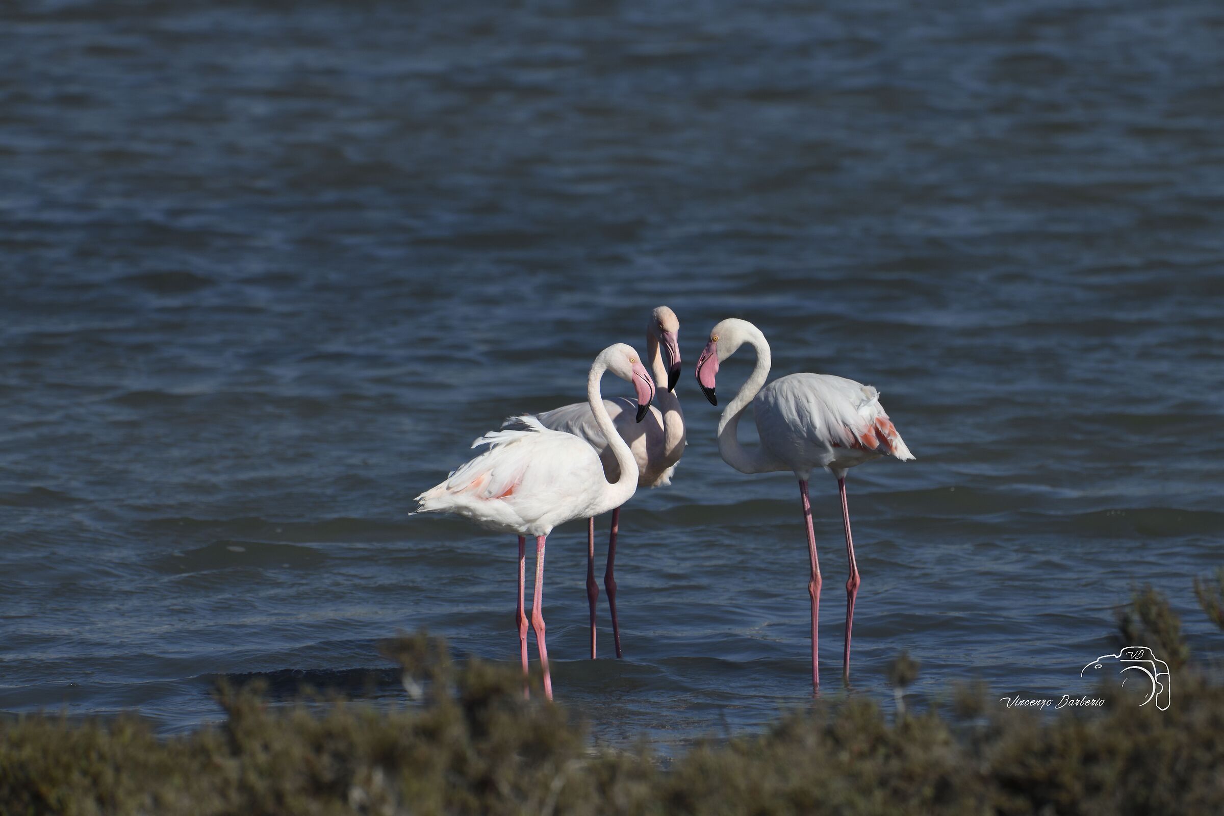 Fenicotteri Rosa