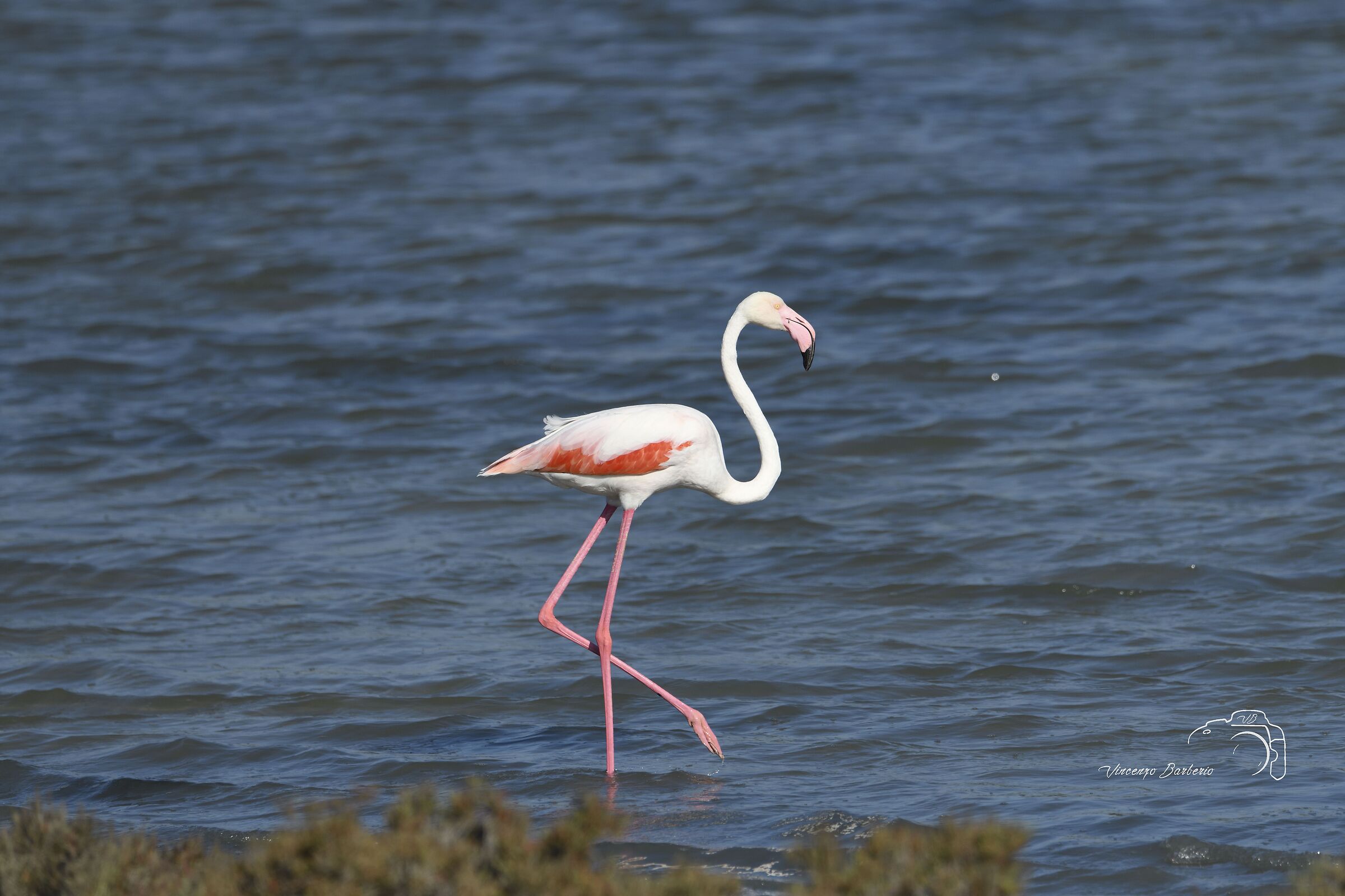 Fenicotteri Rosa