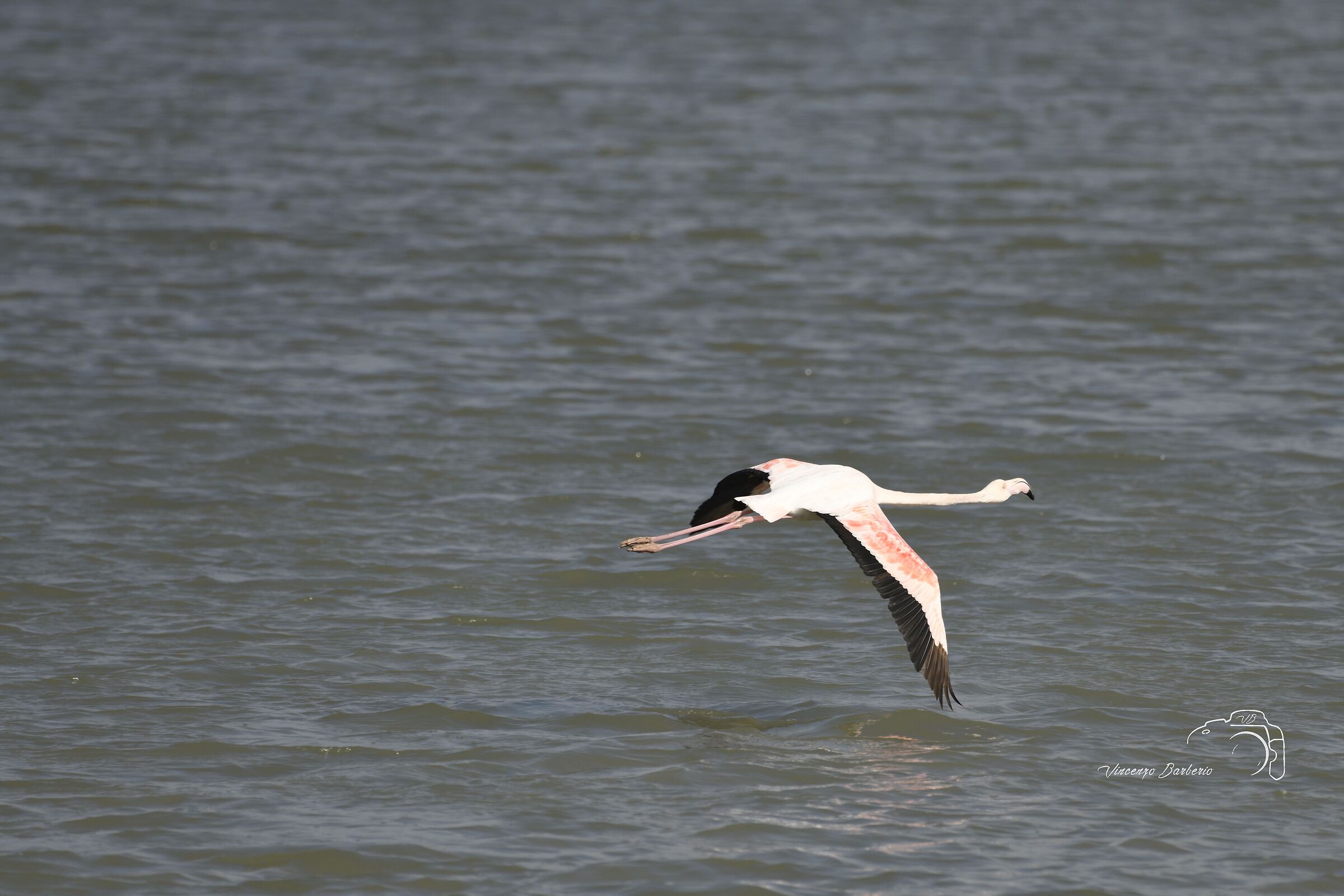Fenicotteri Rosa