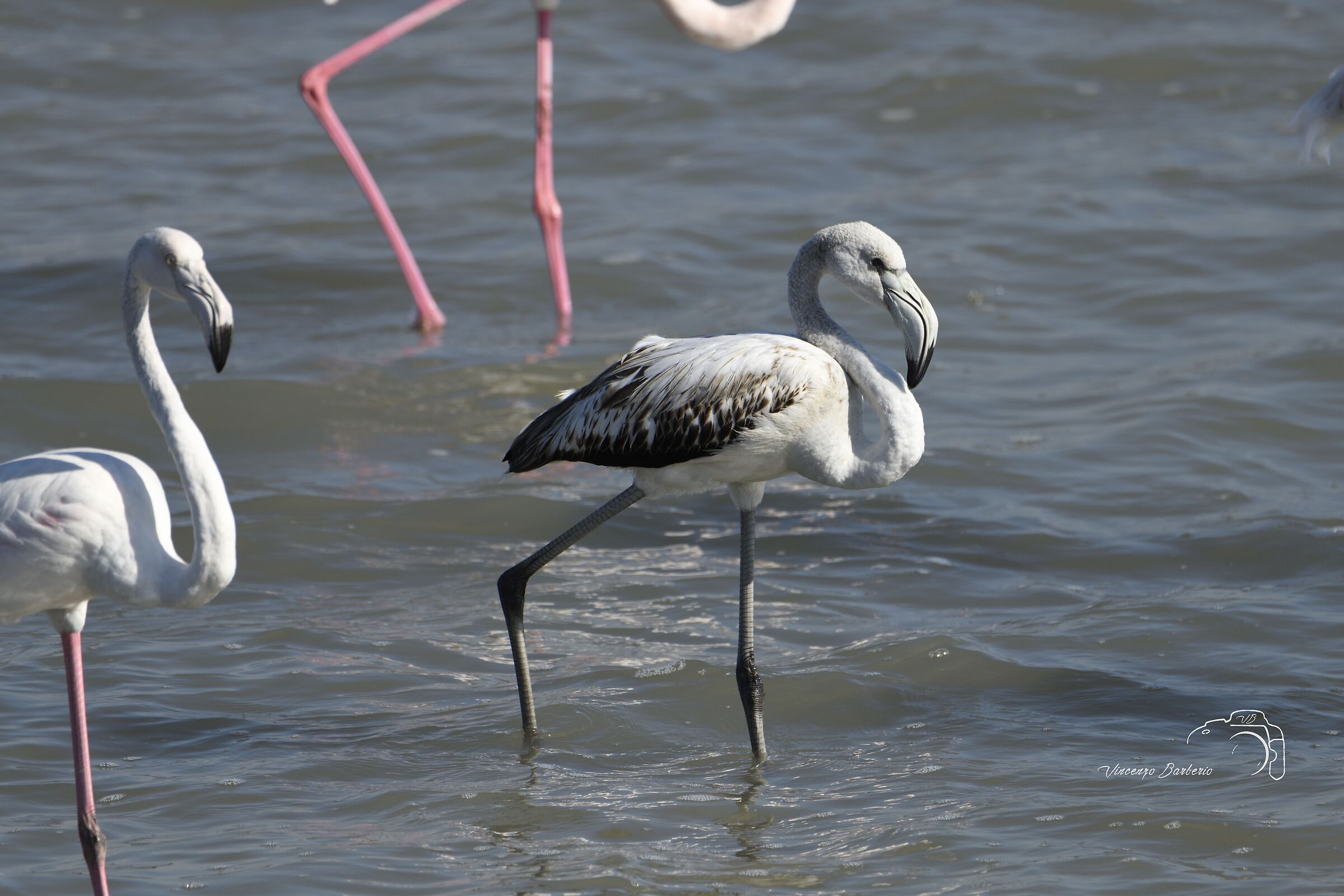 Fenicotteri Rosa