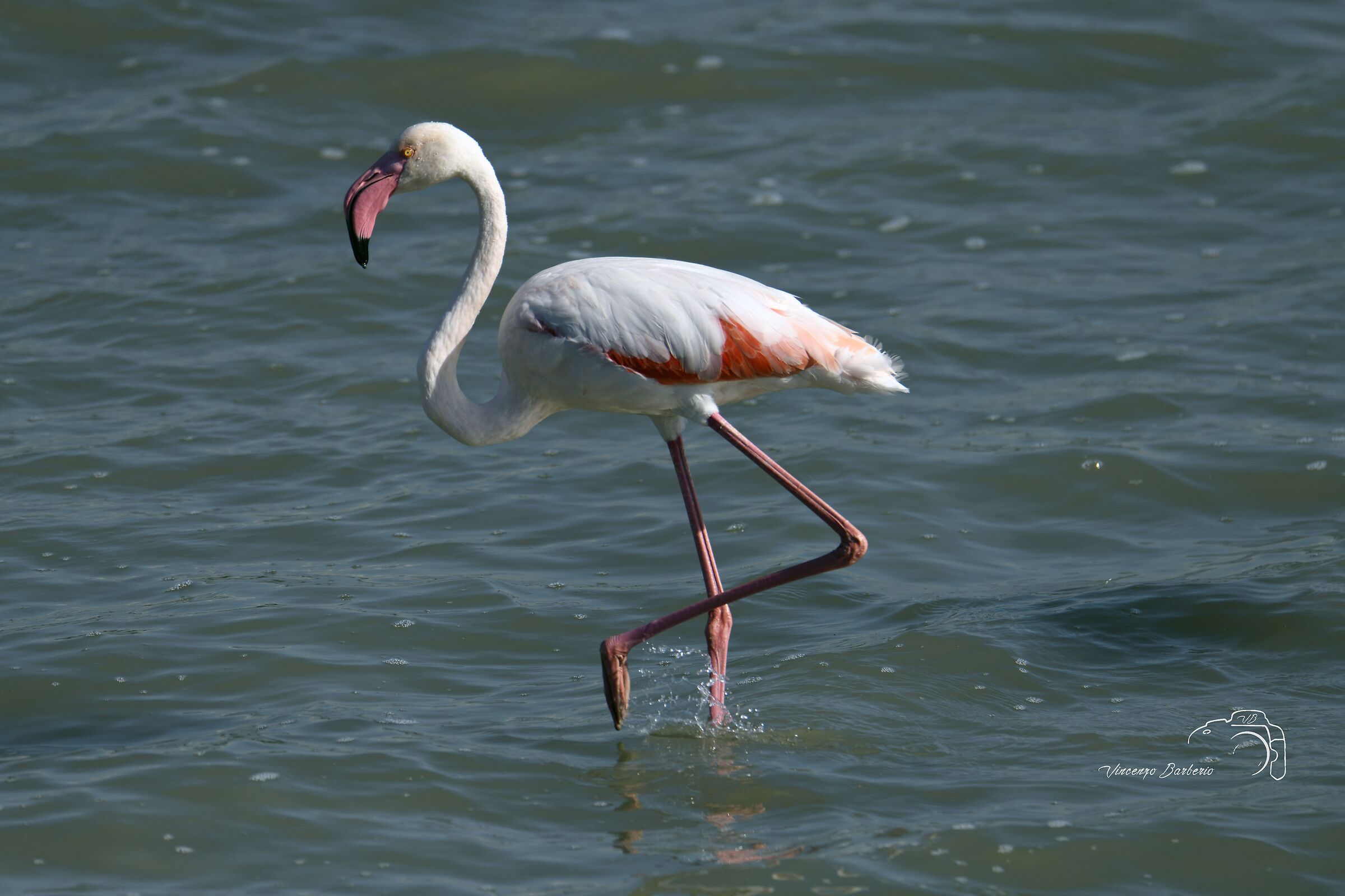Pink flamingos