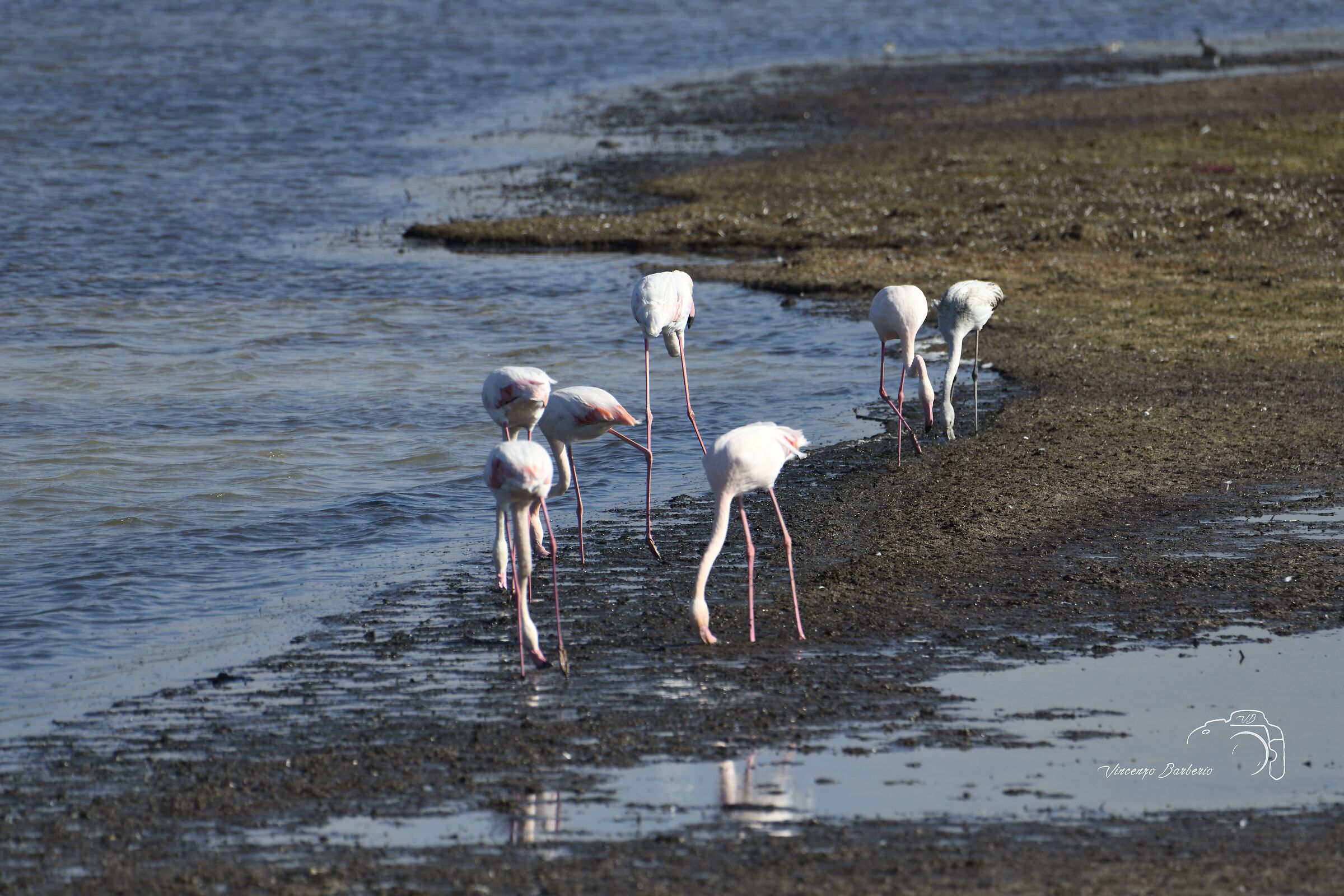 Pink flamingos
