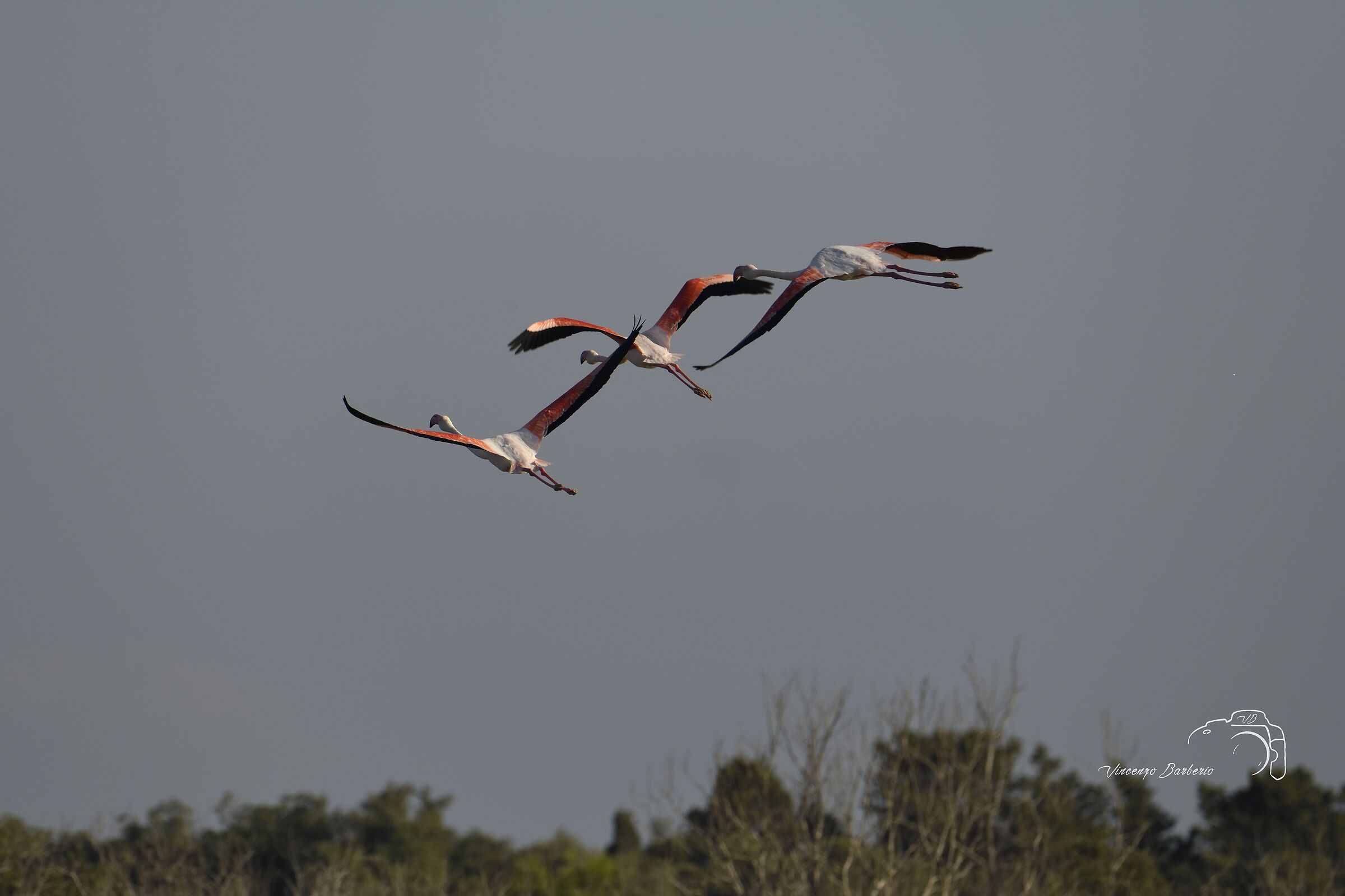 Pink flamingos