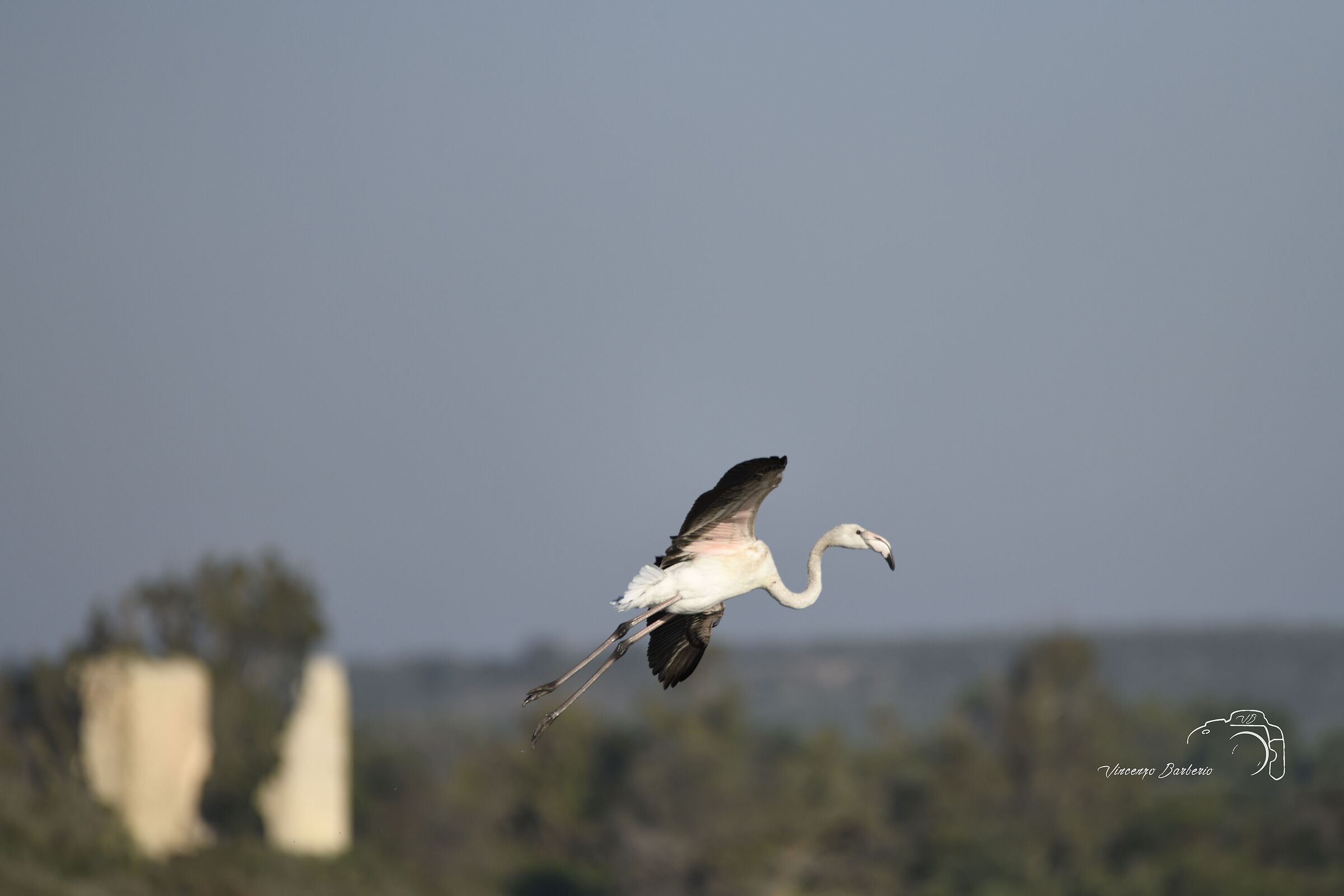 Flamingo in flight