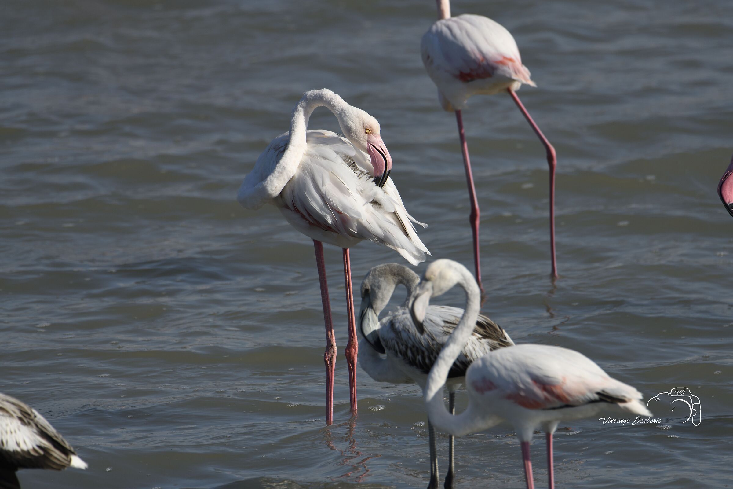 Pink flamingos
