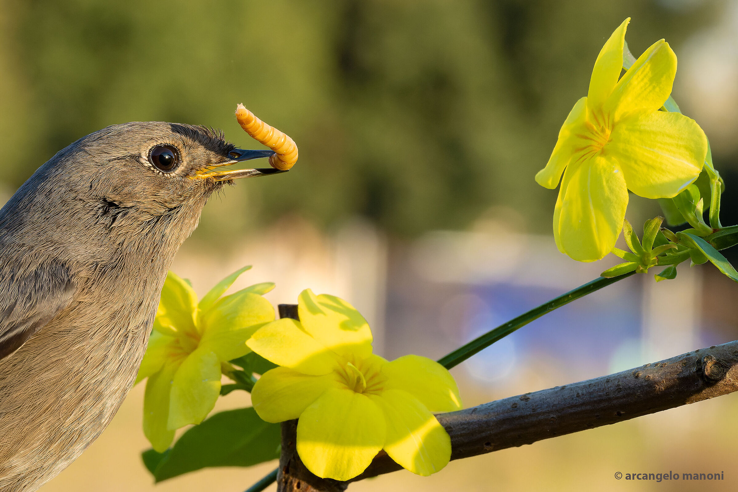 The redstart between the yellow