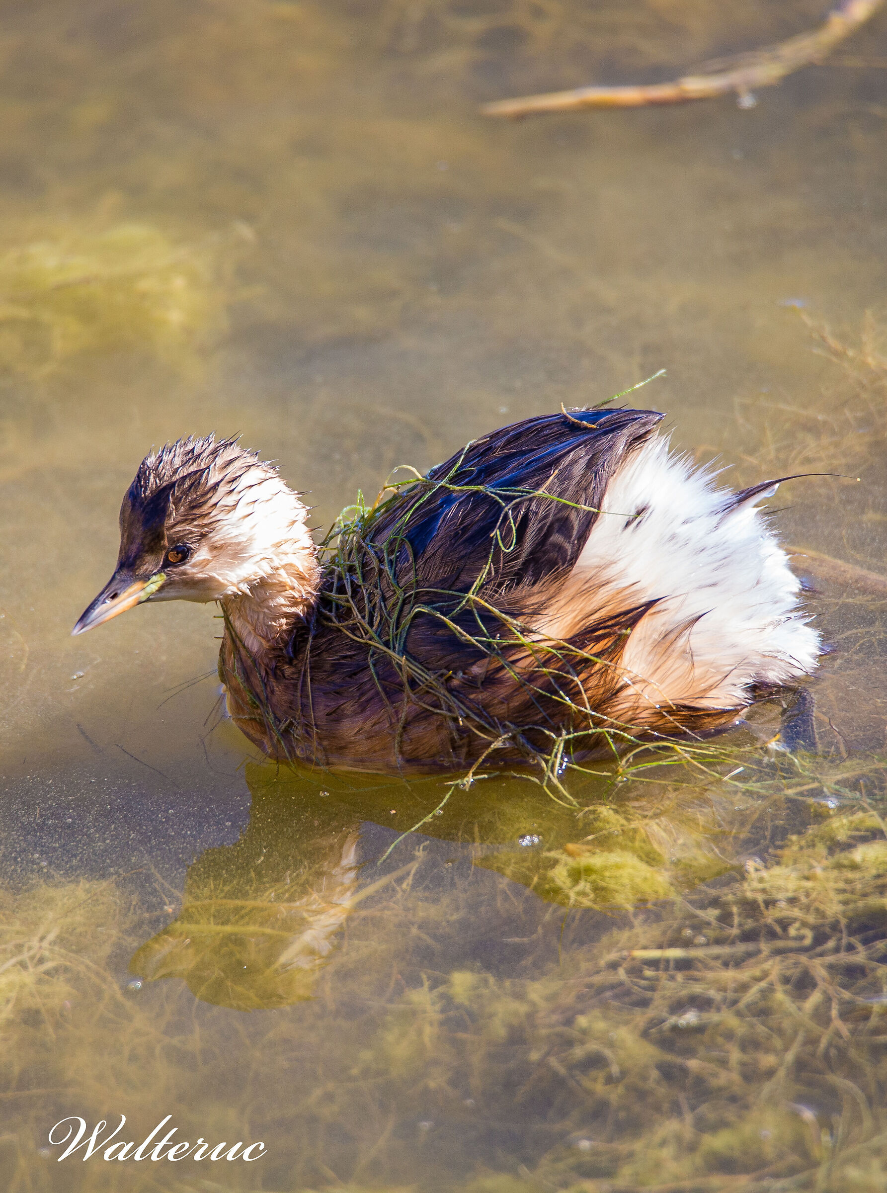 Dabchick