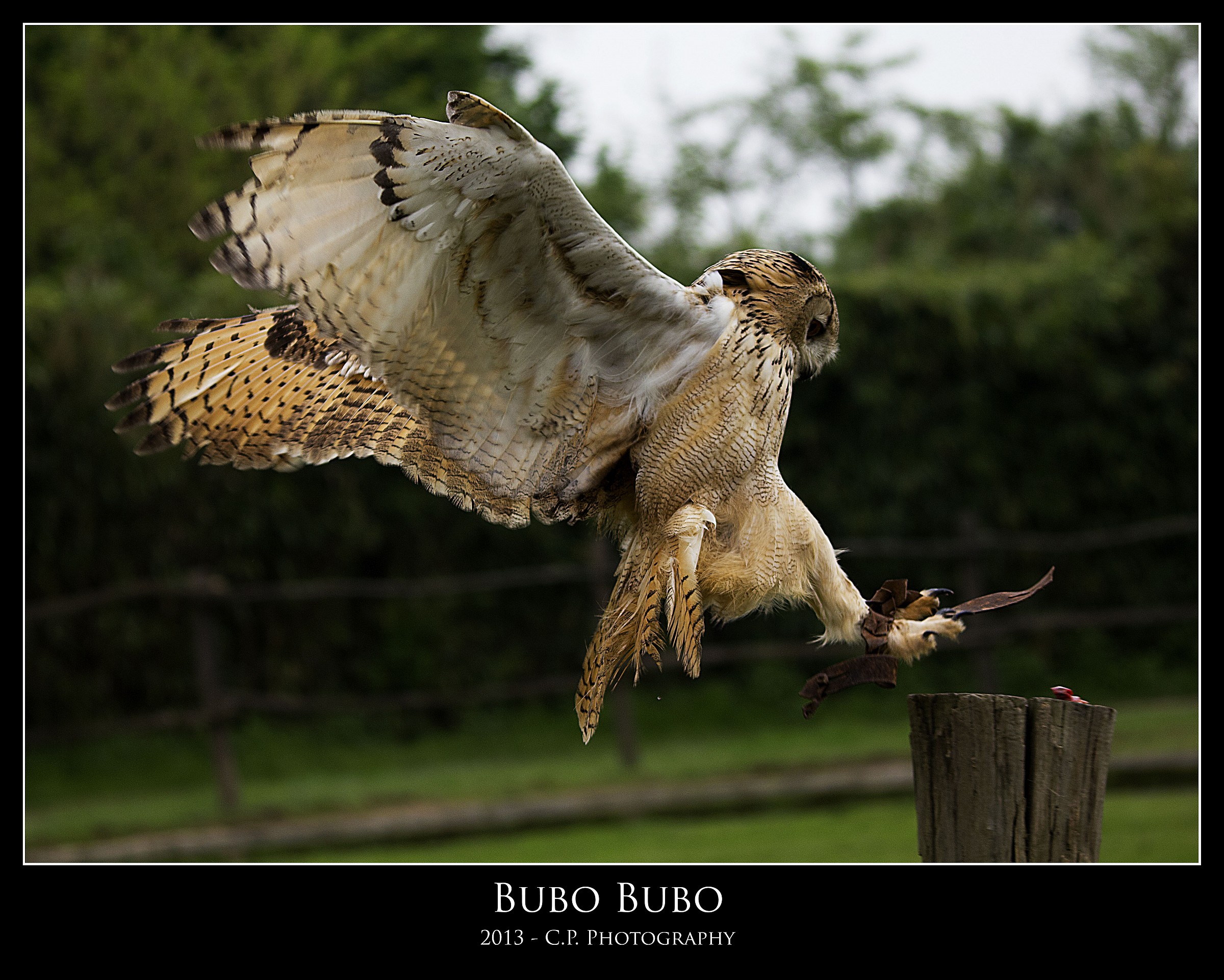 Bubo Bubo