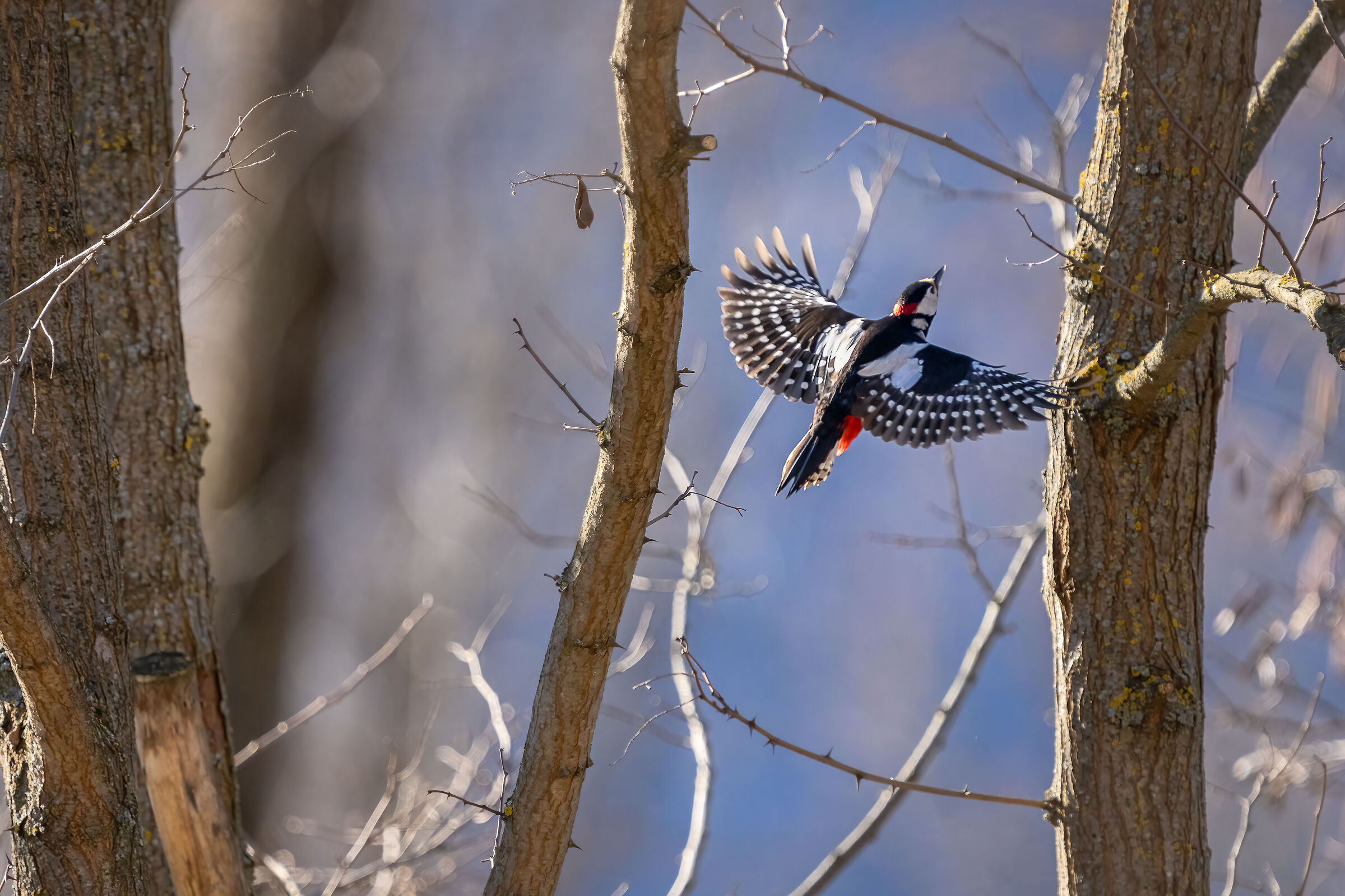 Picchio Rosso Maggiore SuperSTAR