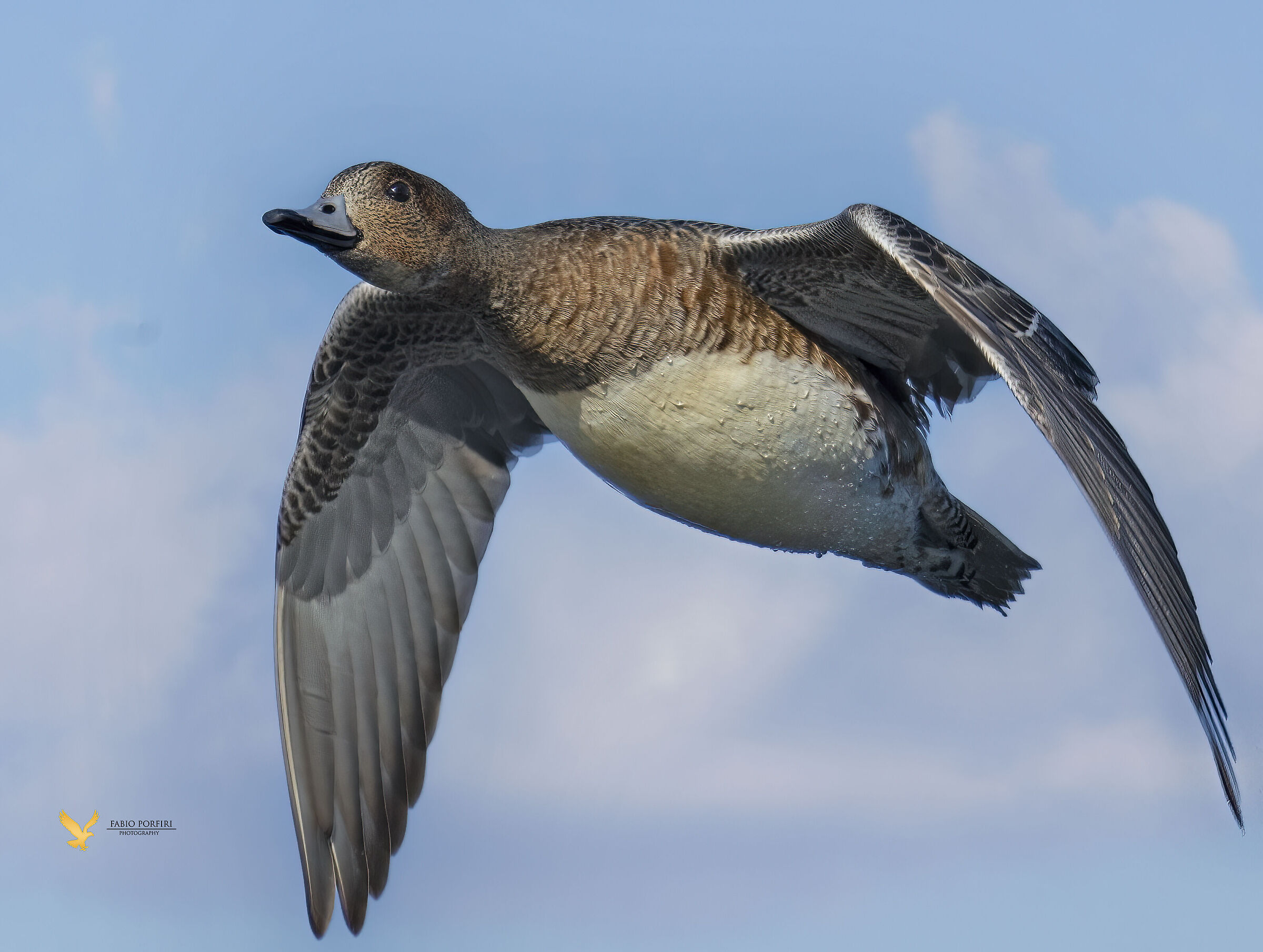 un ritratto in volo ...