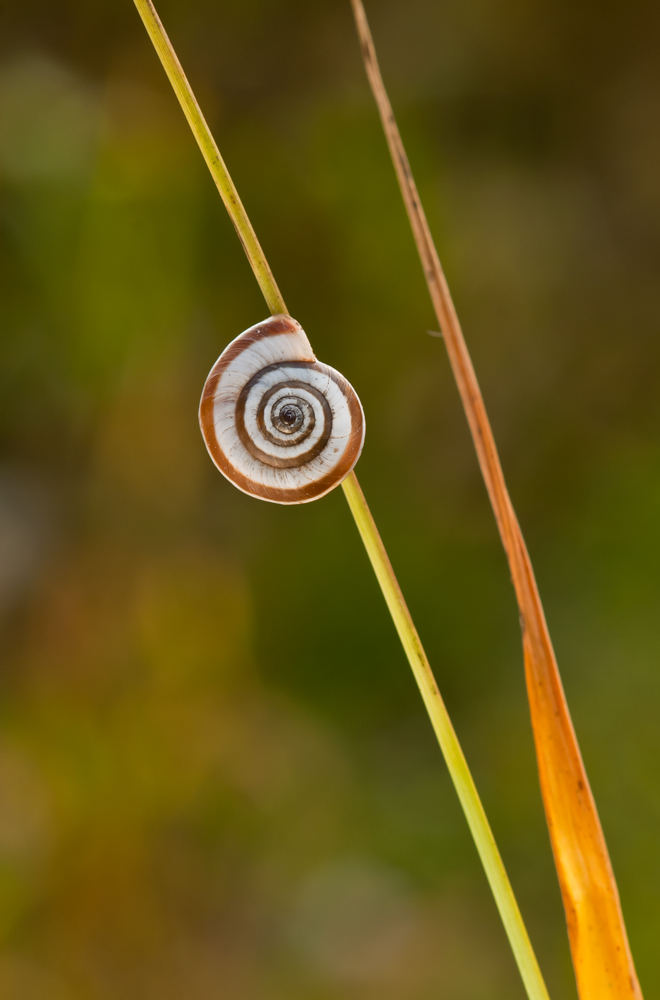 Snail