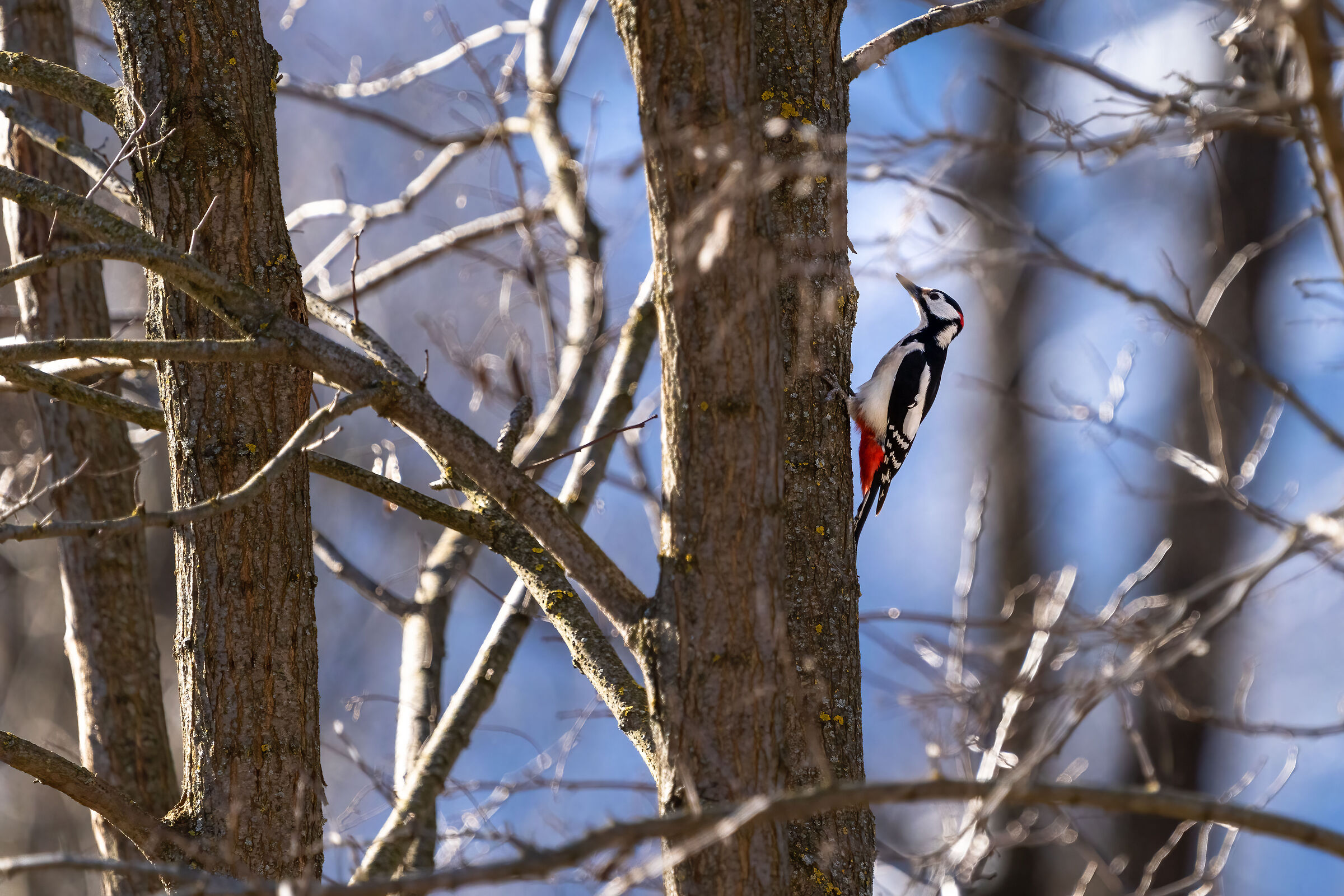 Wanted - Picchio Rosso Maggiore
