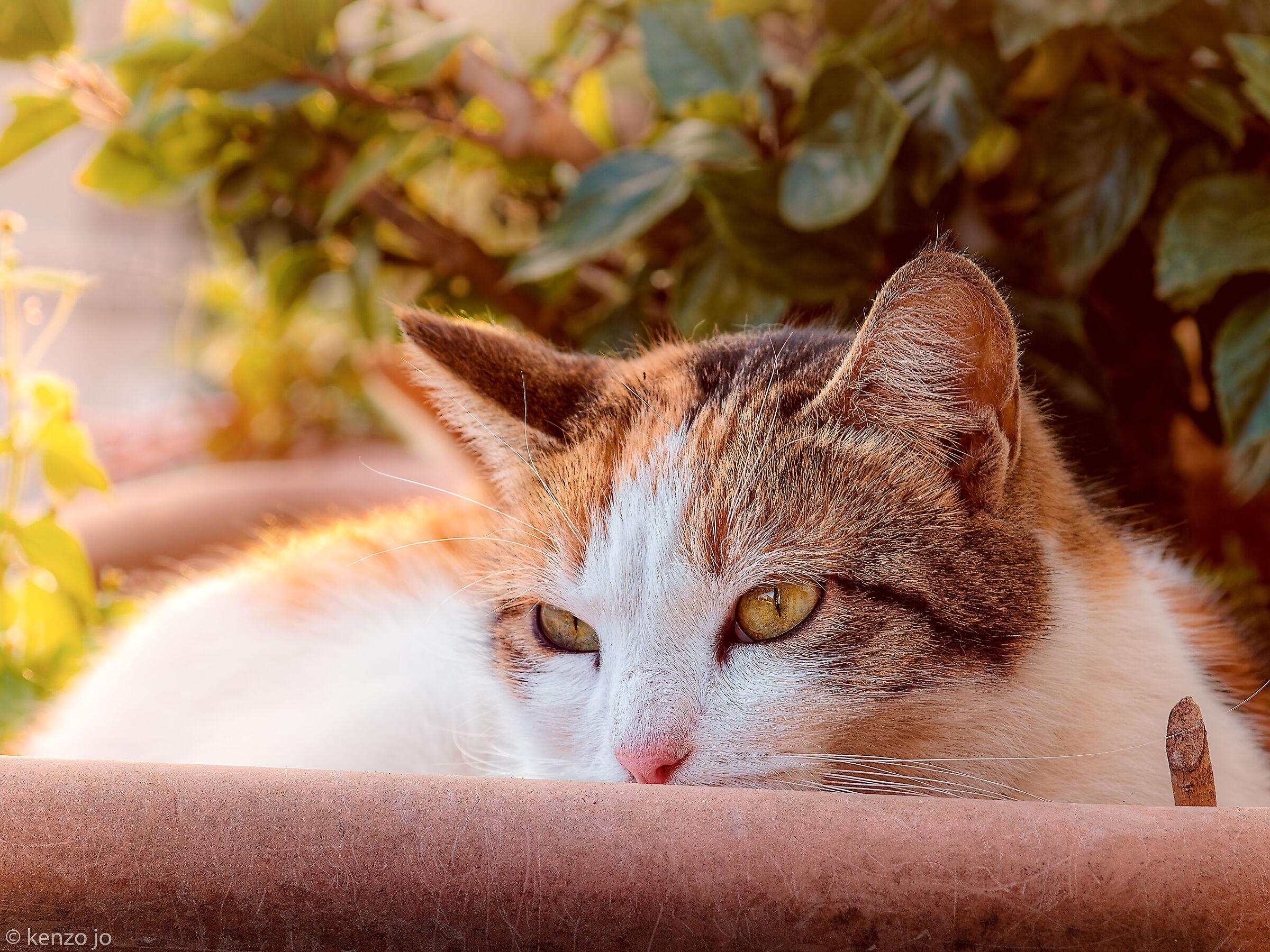 ... e profondissima quiete io nel pensier mi fingo...