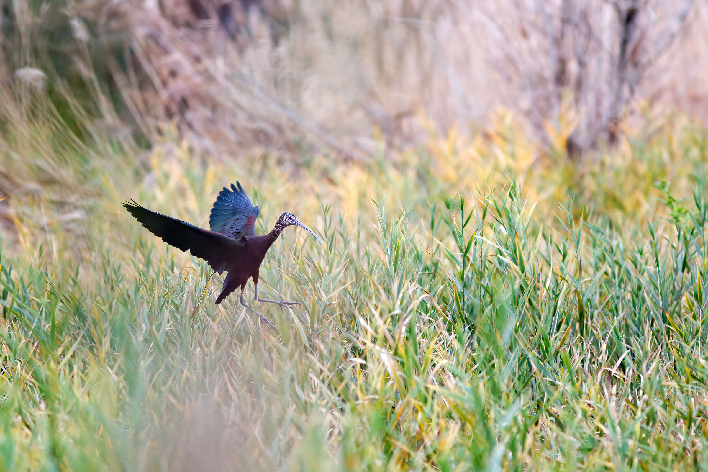 Glossy ibis