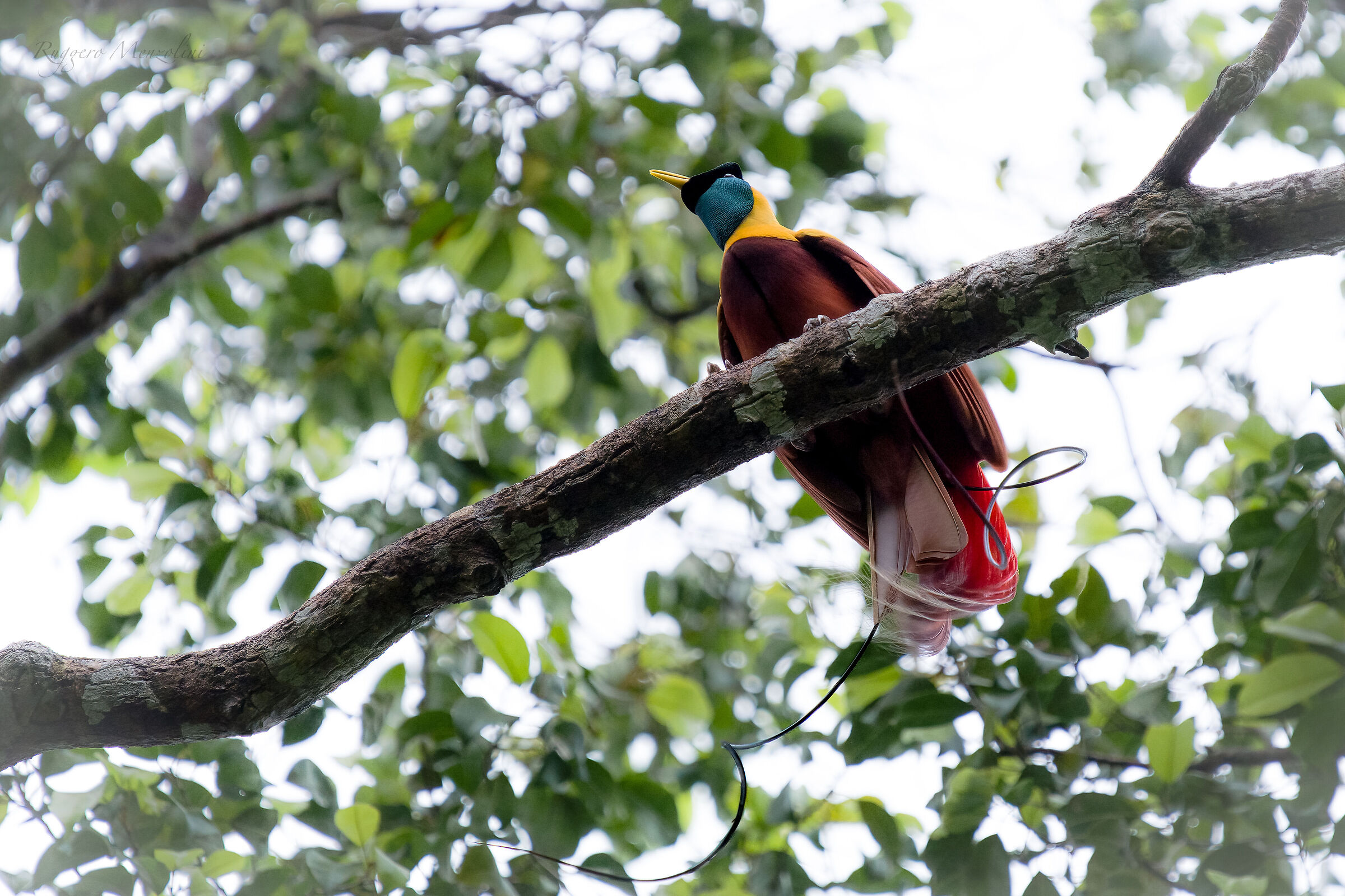 Red bird of paradise