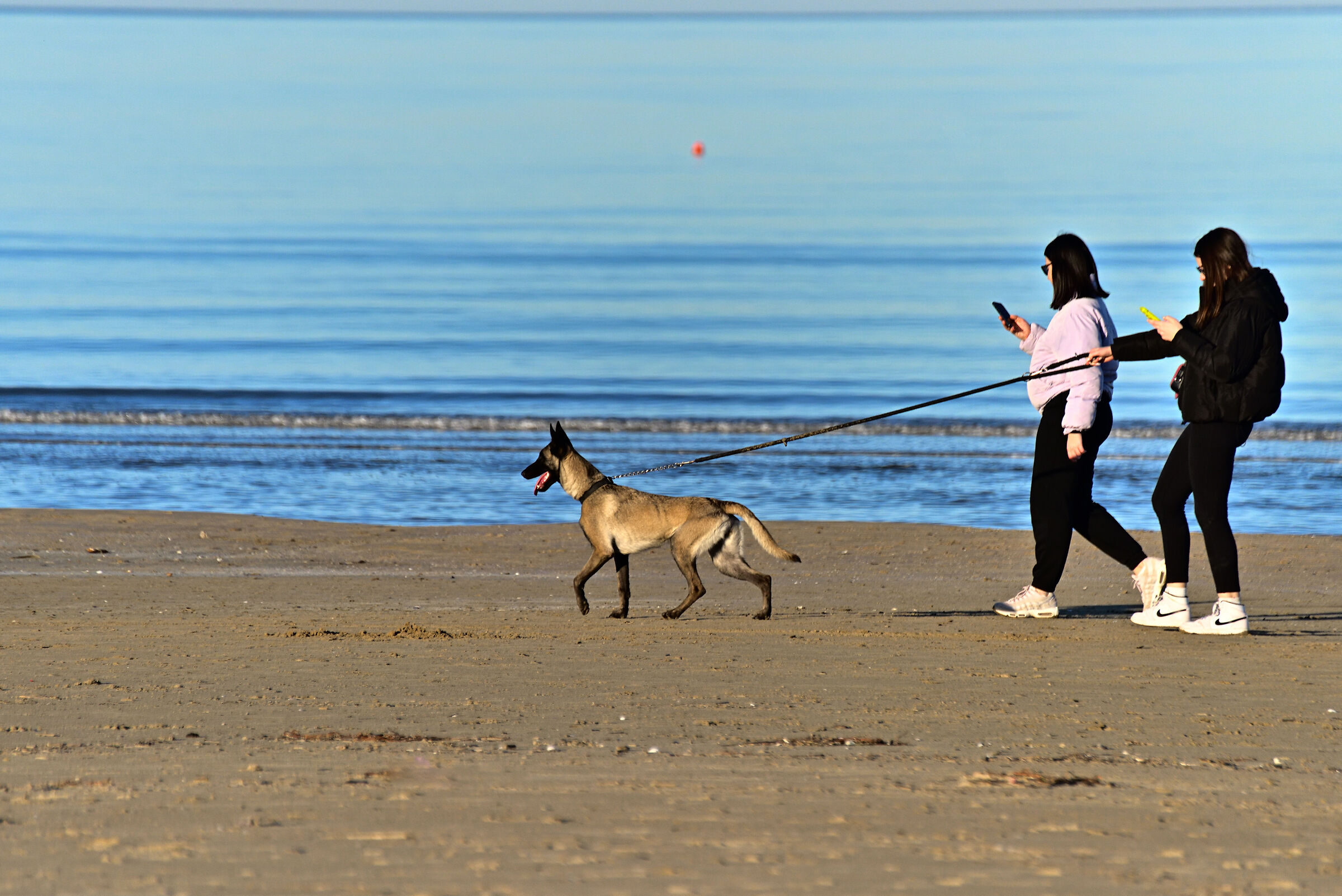 Who takes for a walk who