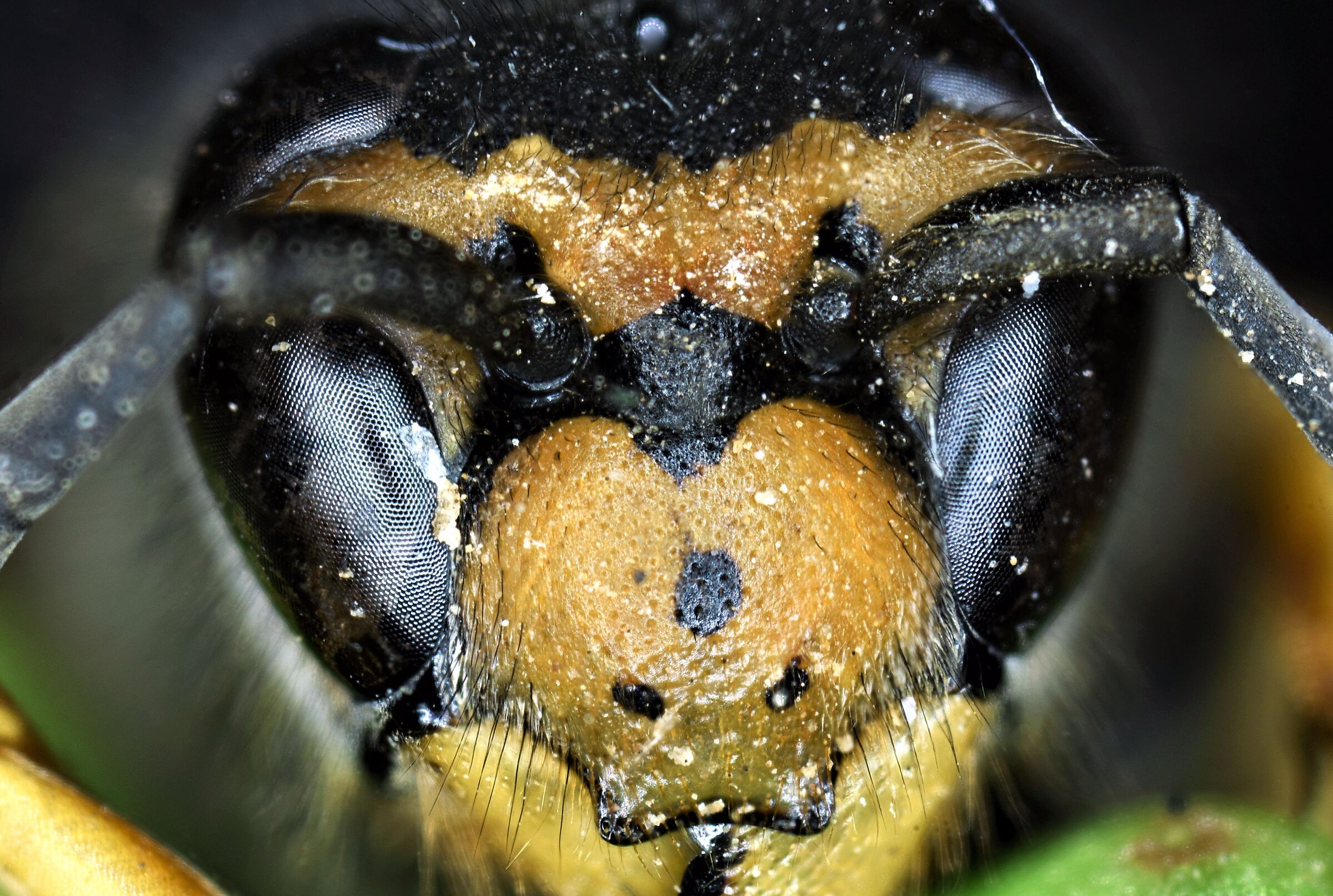 Ape comune. (Primi scatti con Laowa 25mm ultra macro)