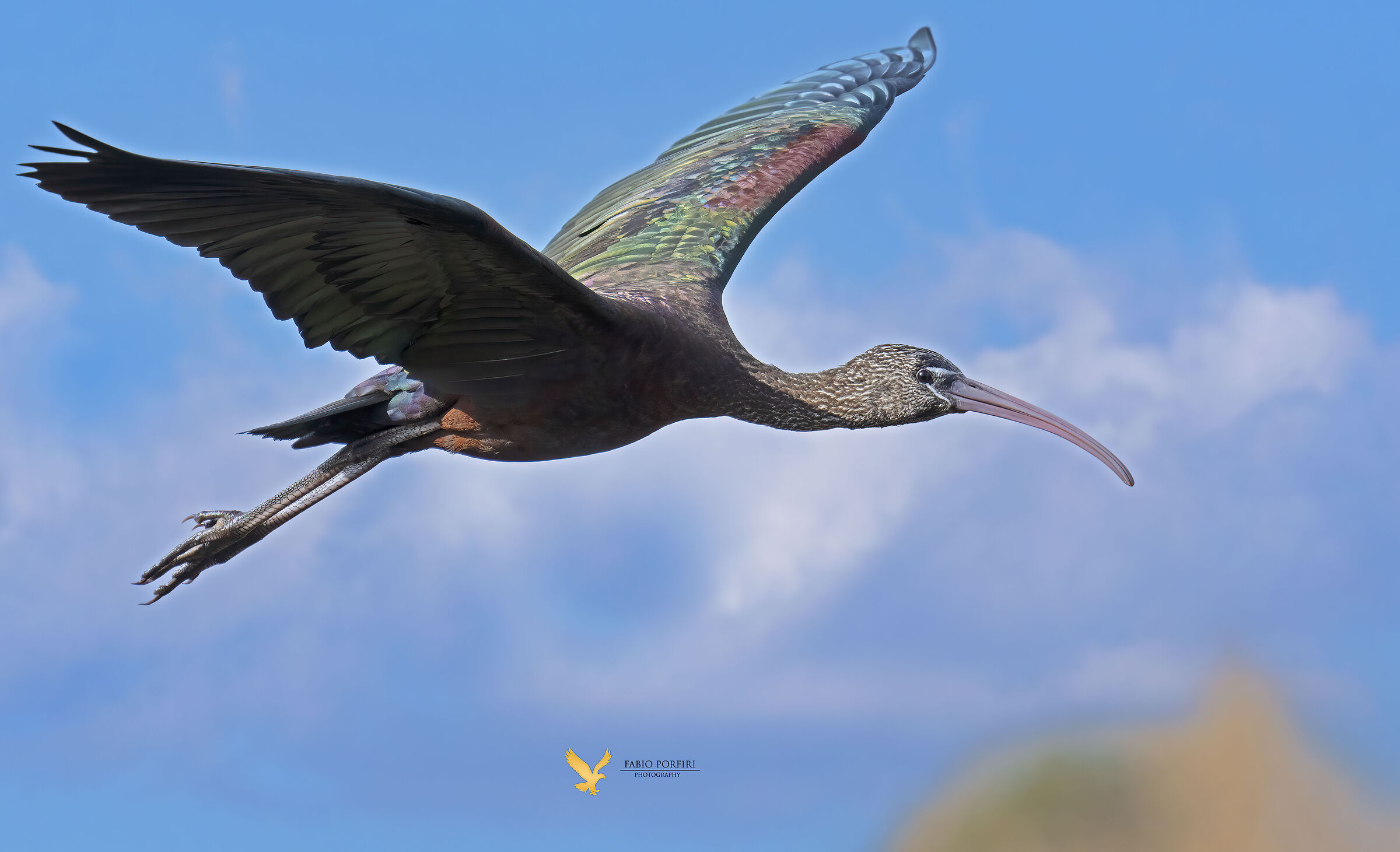 i colori del mignattaio