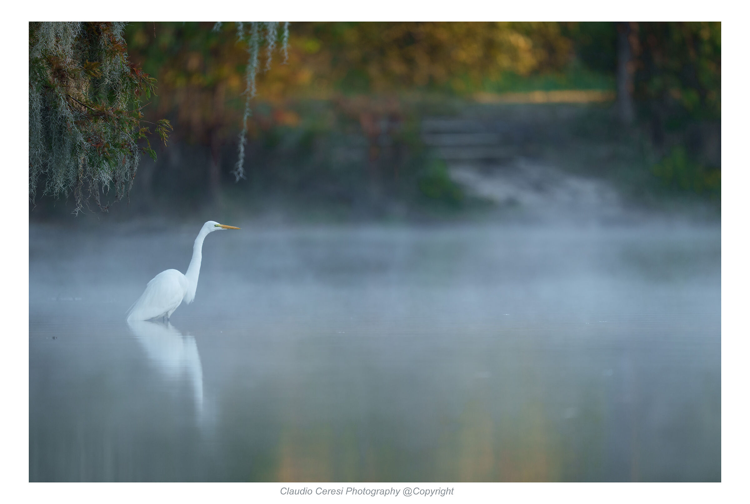 White heron in the mist