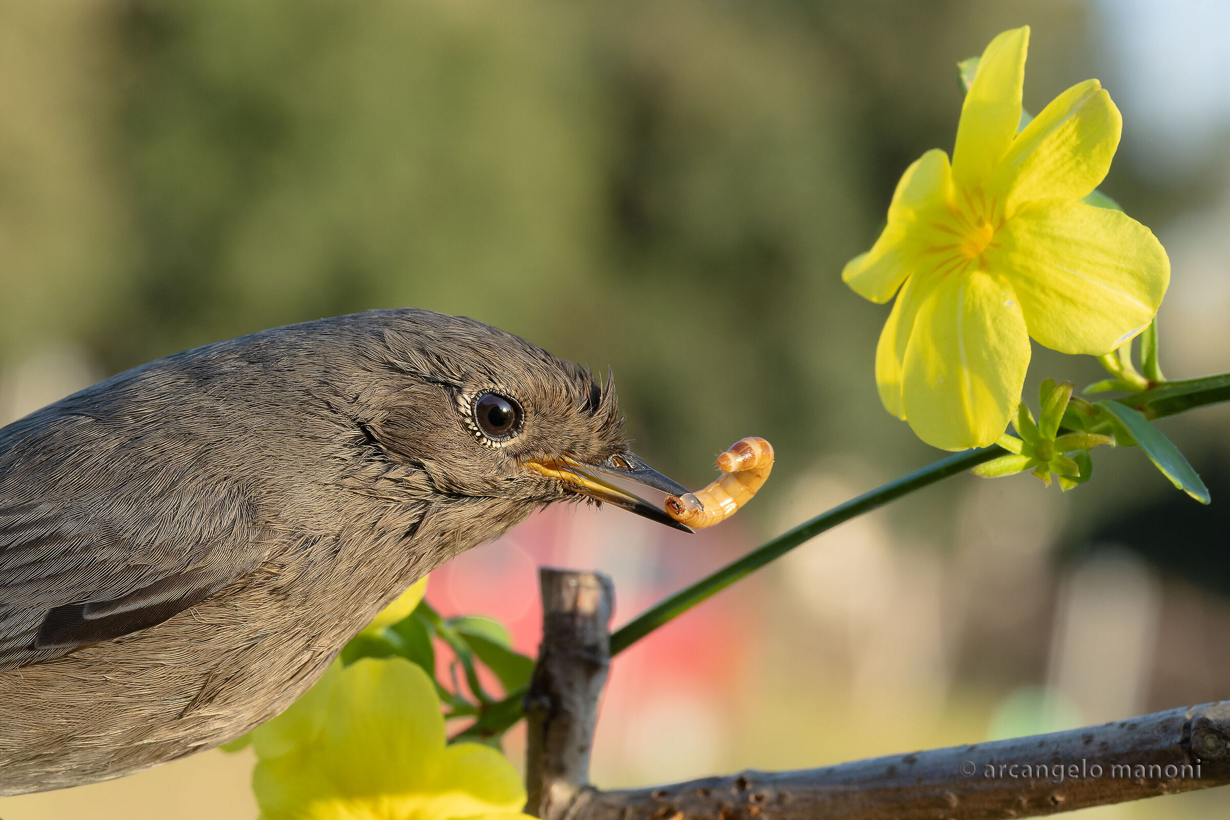Redstart and Jasminum mesnyi