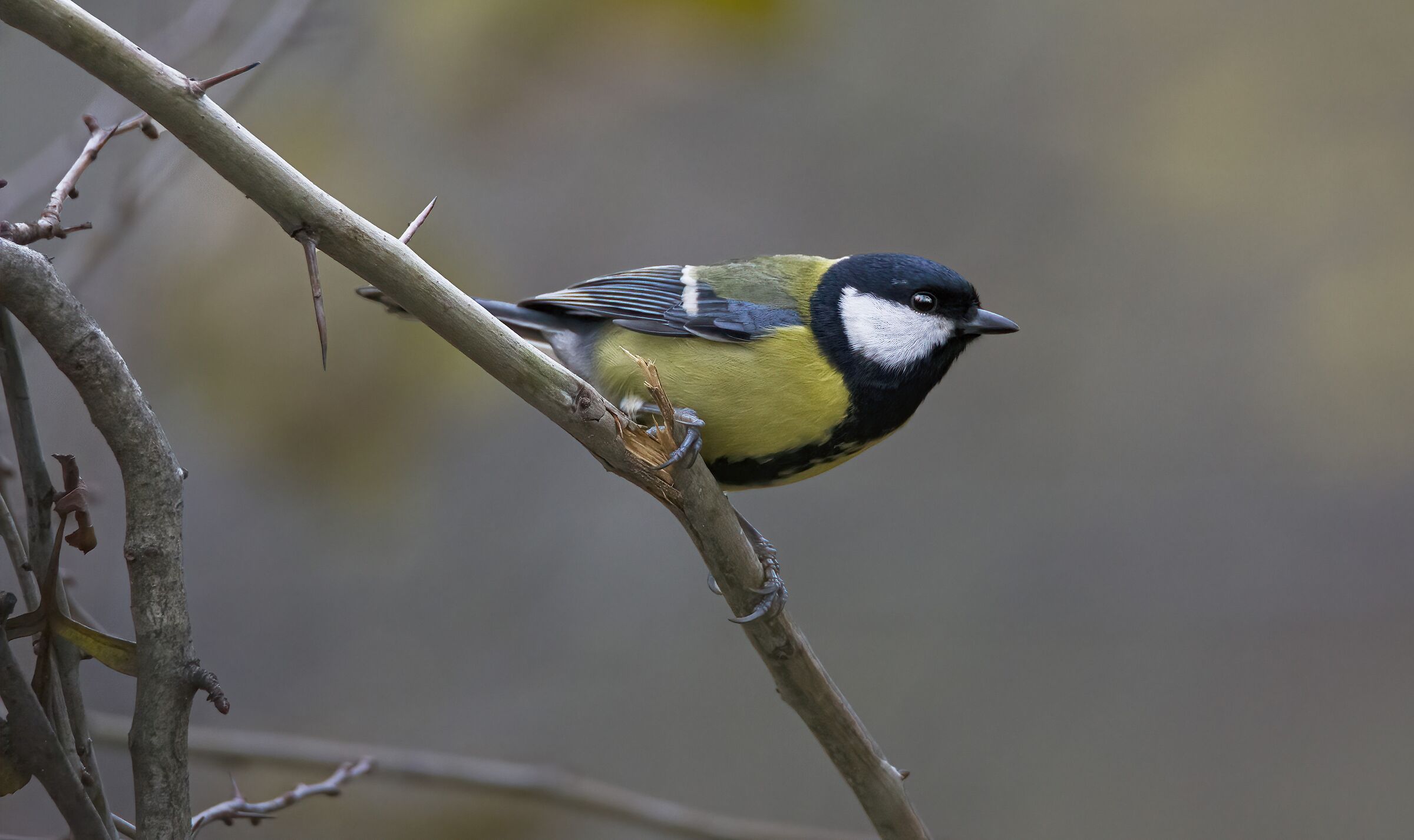 Pronti, partenza..