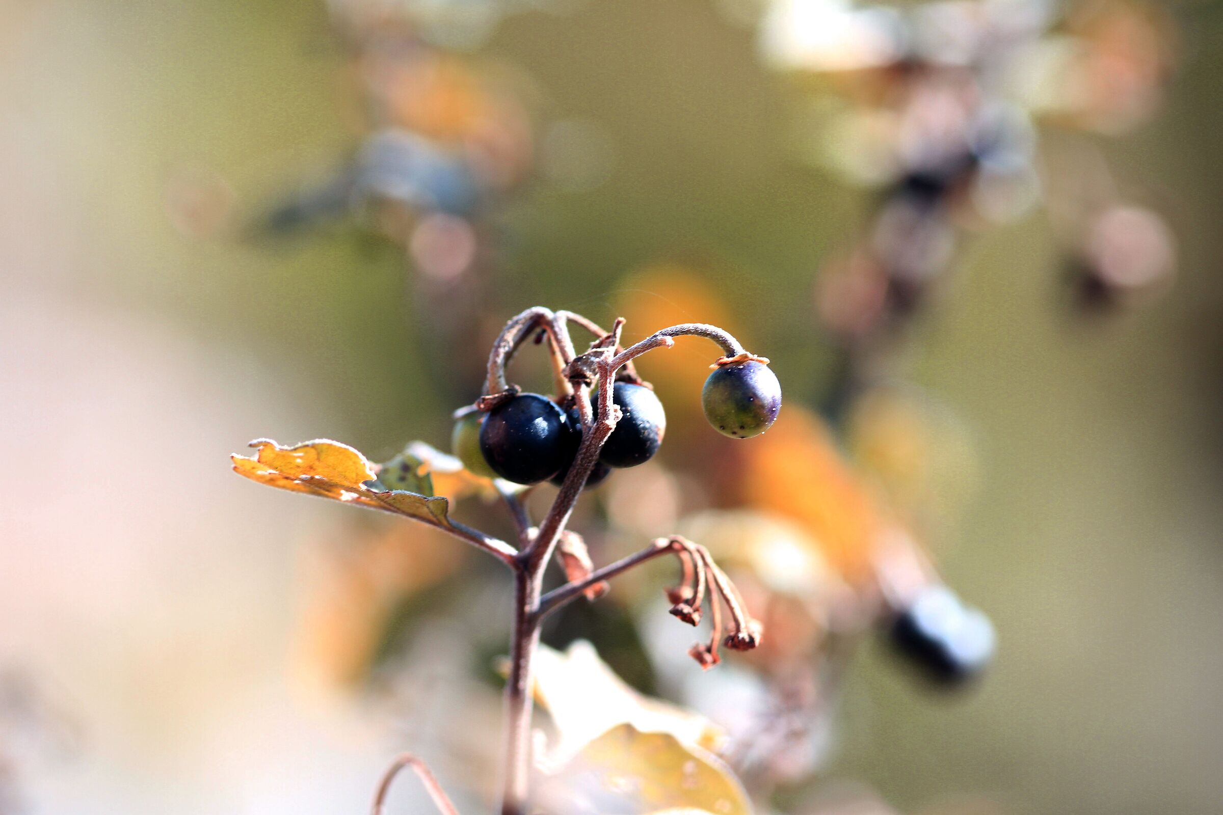 macro
