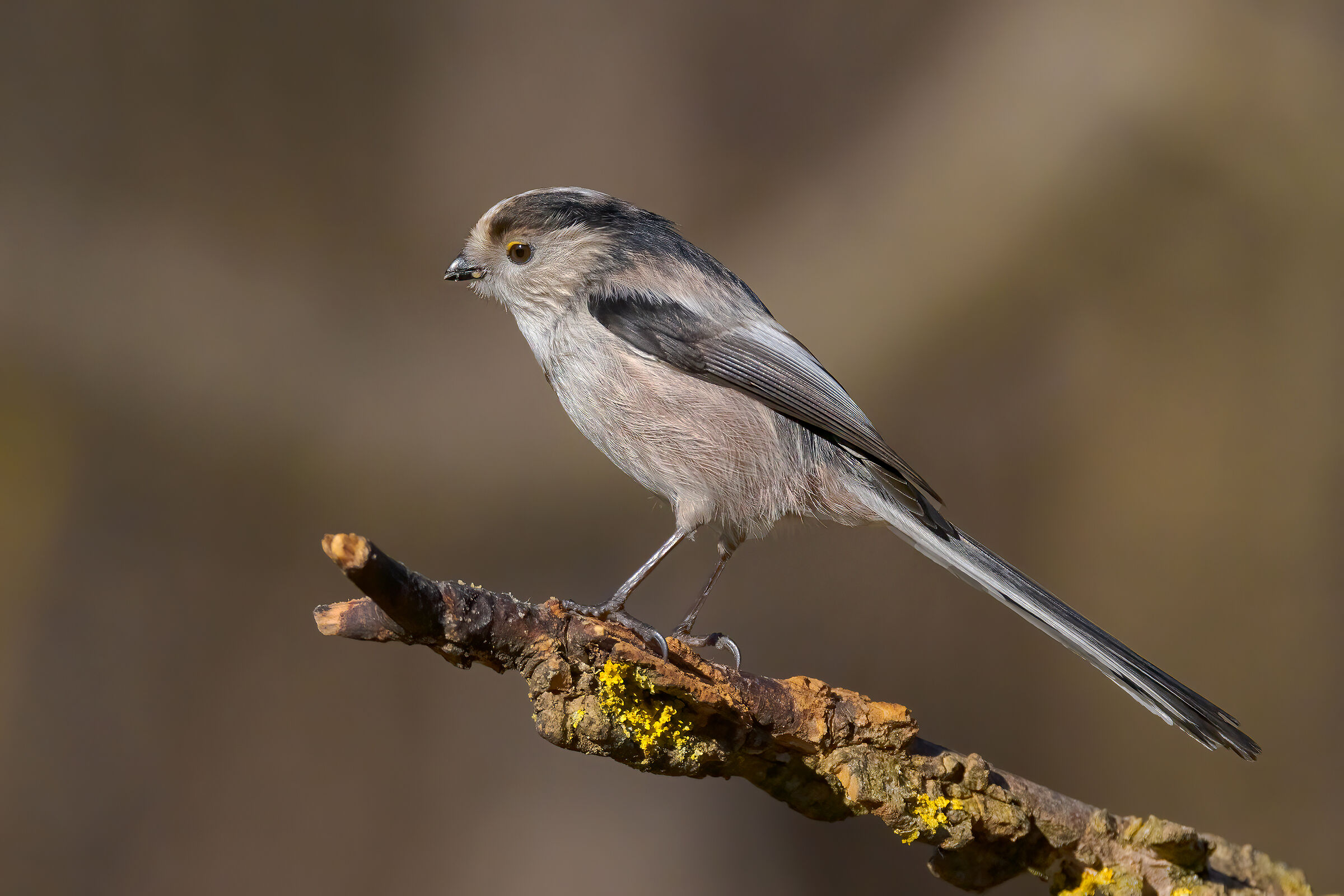 Codibugnolo (Aegithalos caudatus)