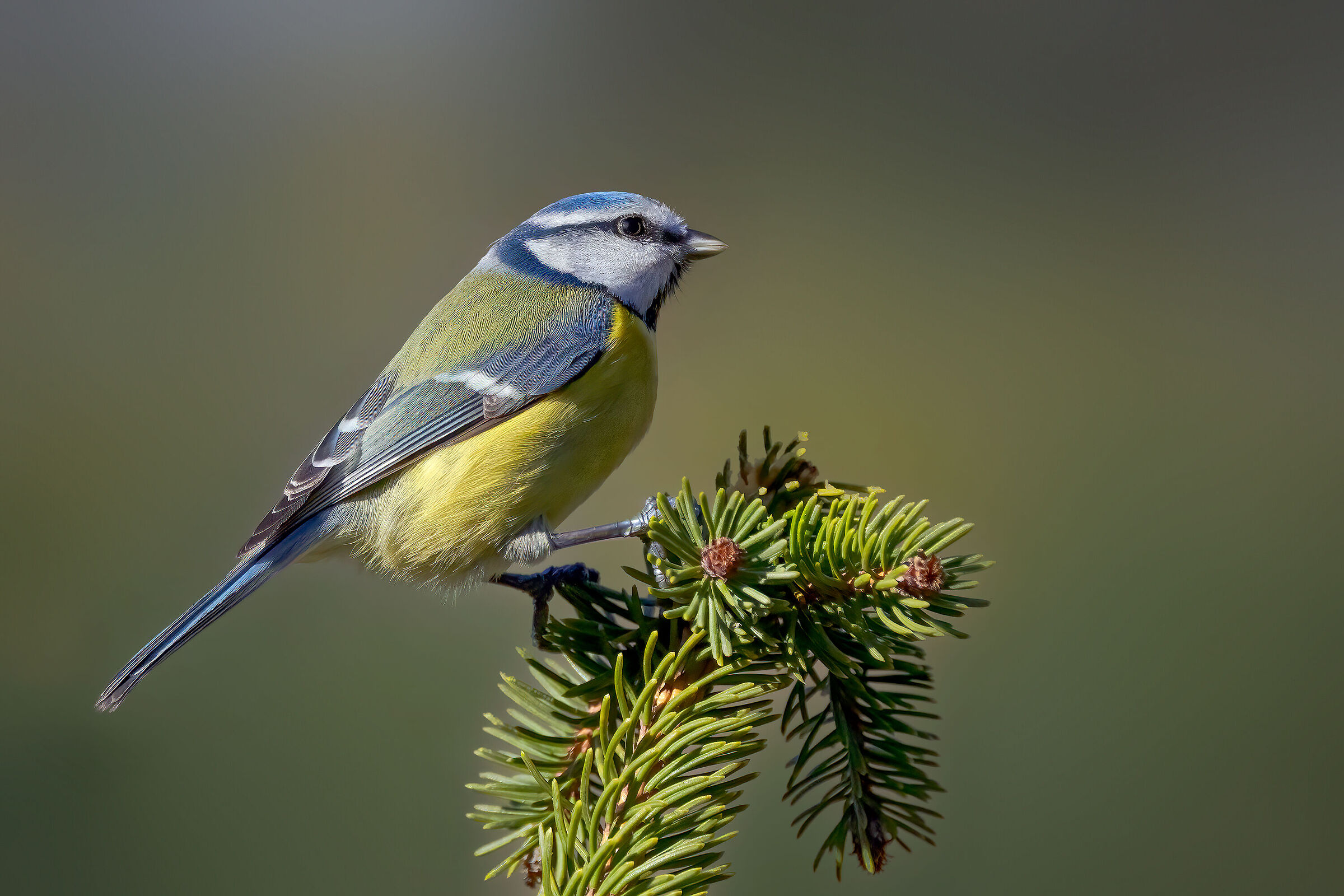 Cinciarella (Cyanistes caeruleus)