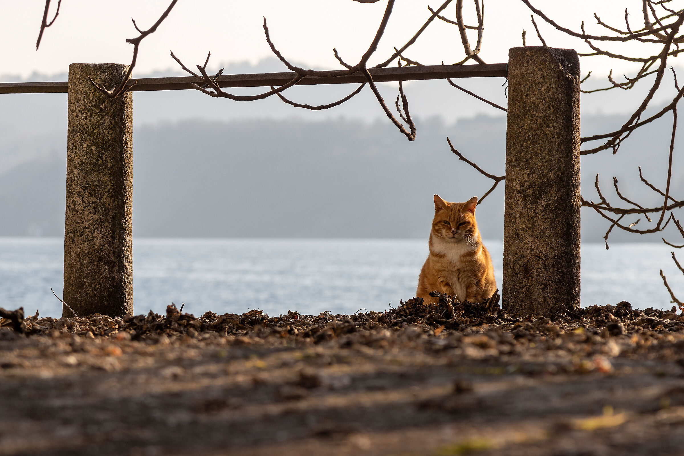 Il guardiano del lago
