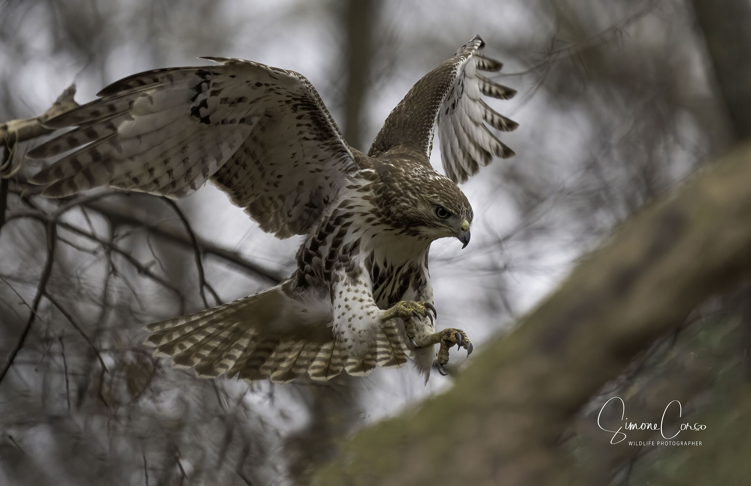 Red Tailed Hawk in caccia