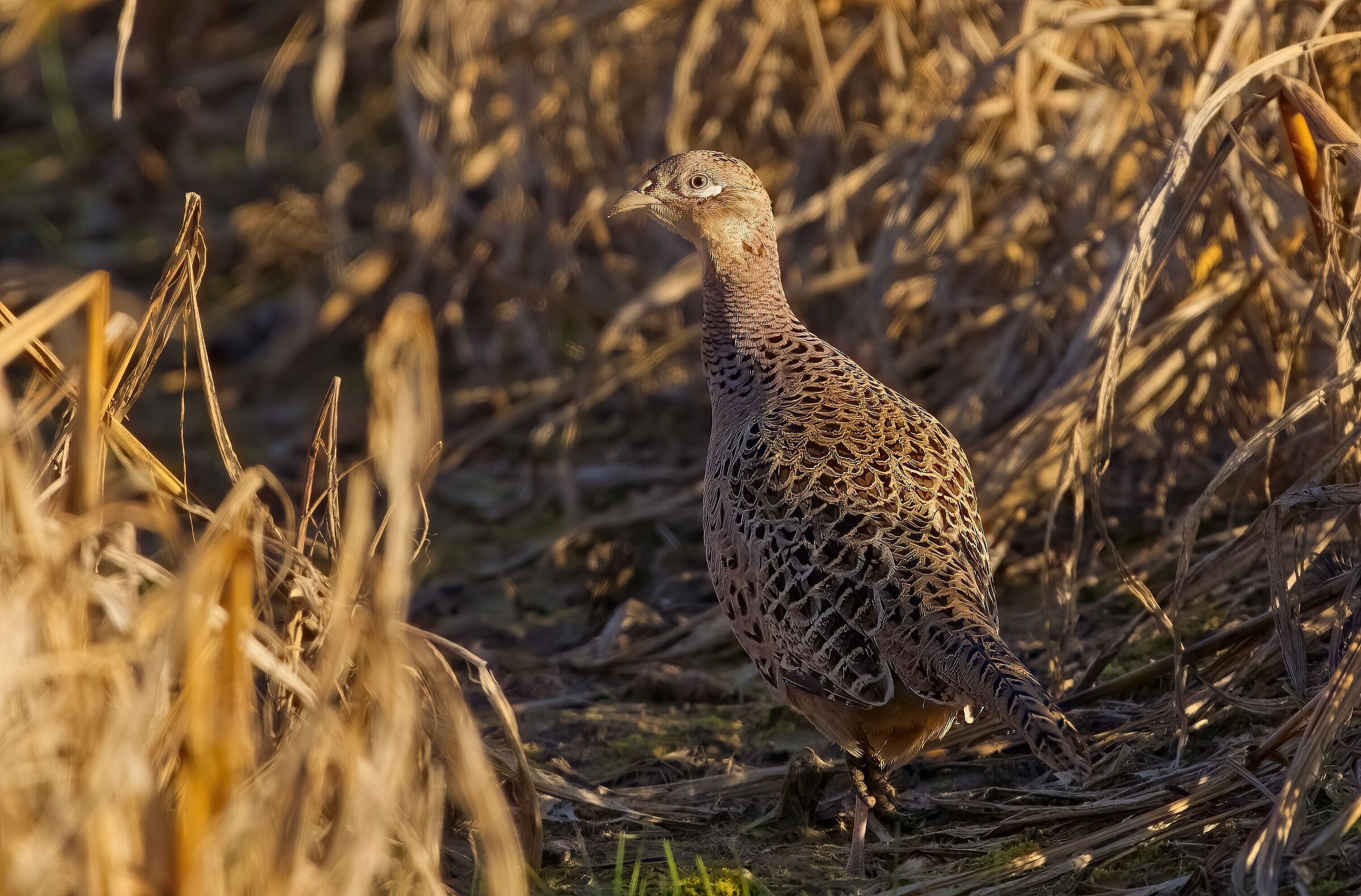The pheasant in warm light