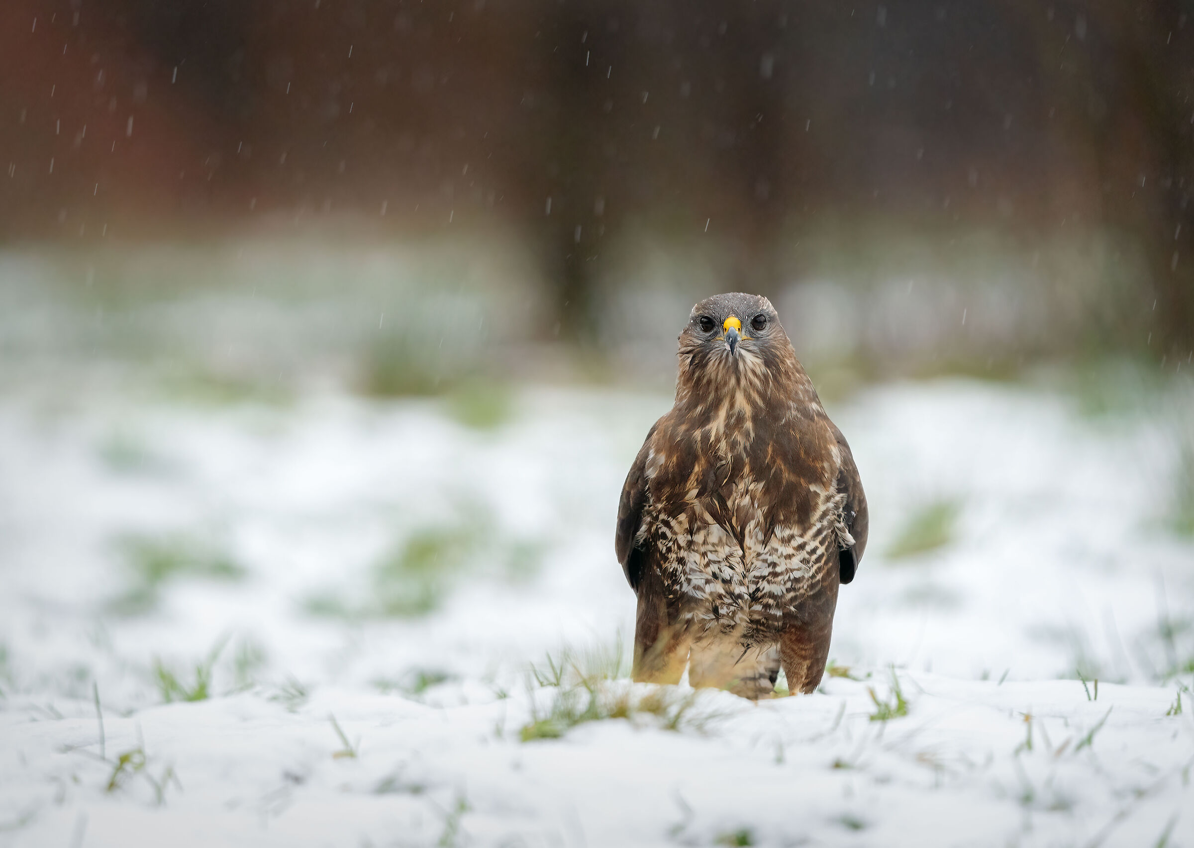 Poiana sotto la neve