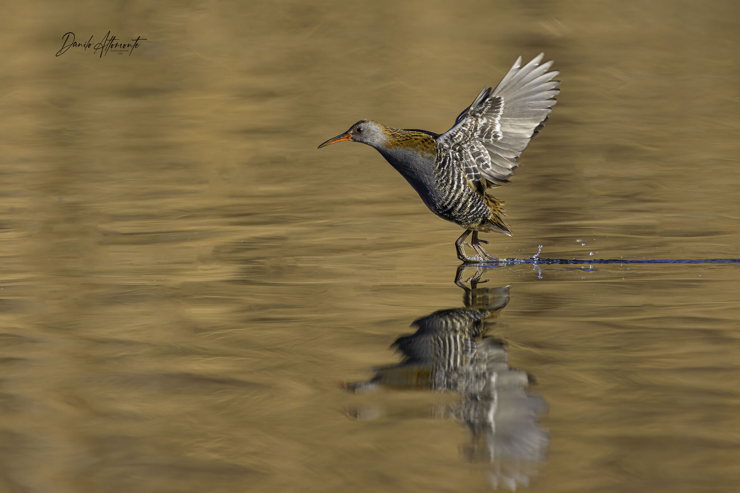 Water rail
