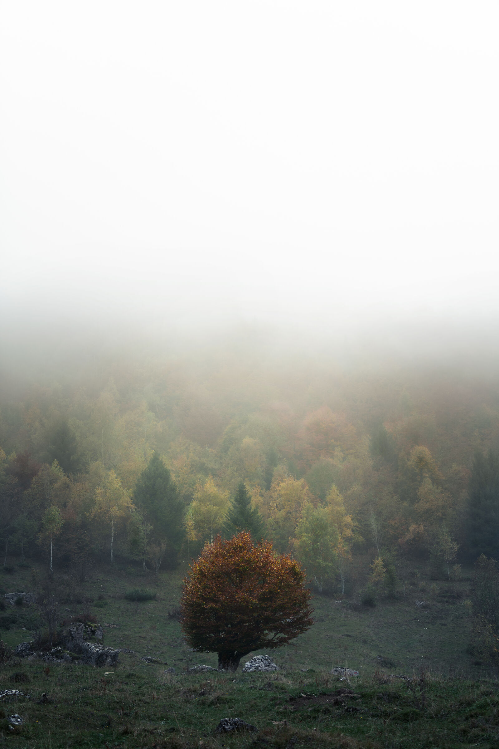 L'ultimo Sopravvissuto