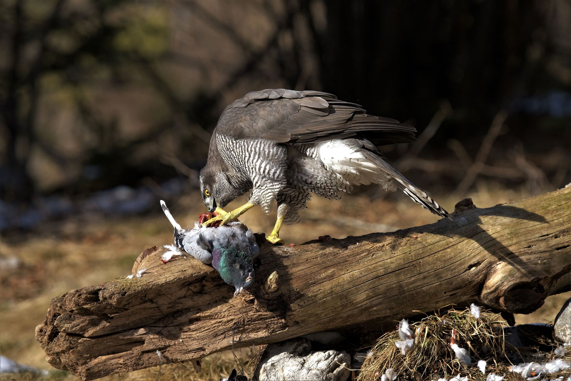Female goshawk with prey